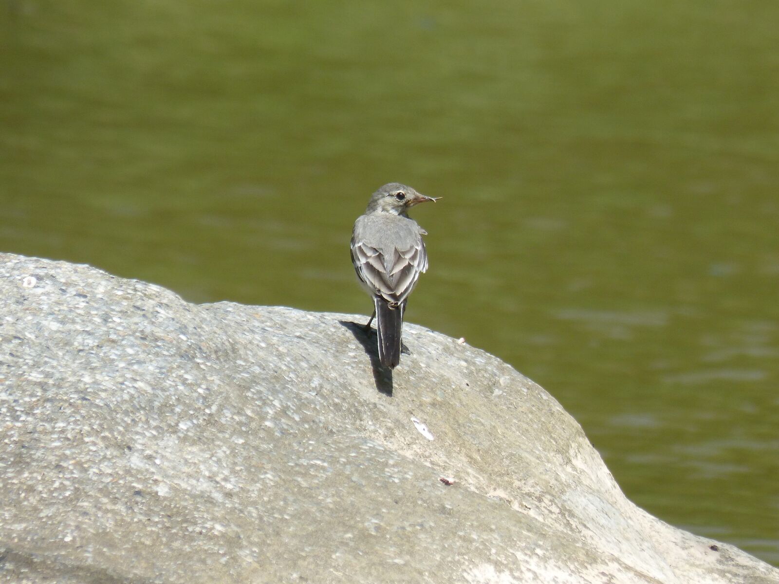 Panasonic DMC-FZ62 sample photo. Bird, breeding, white wagtail photography