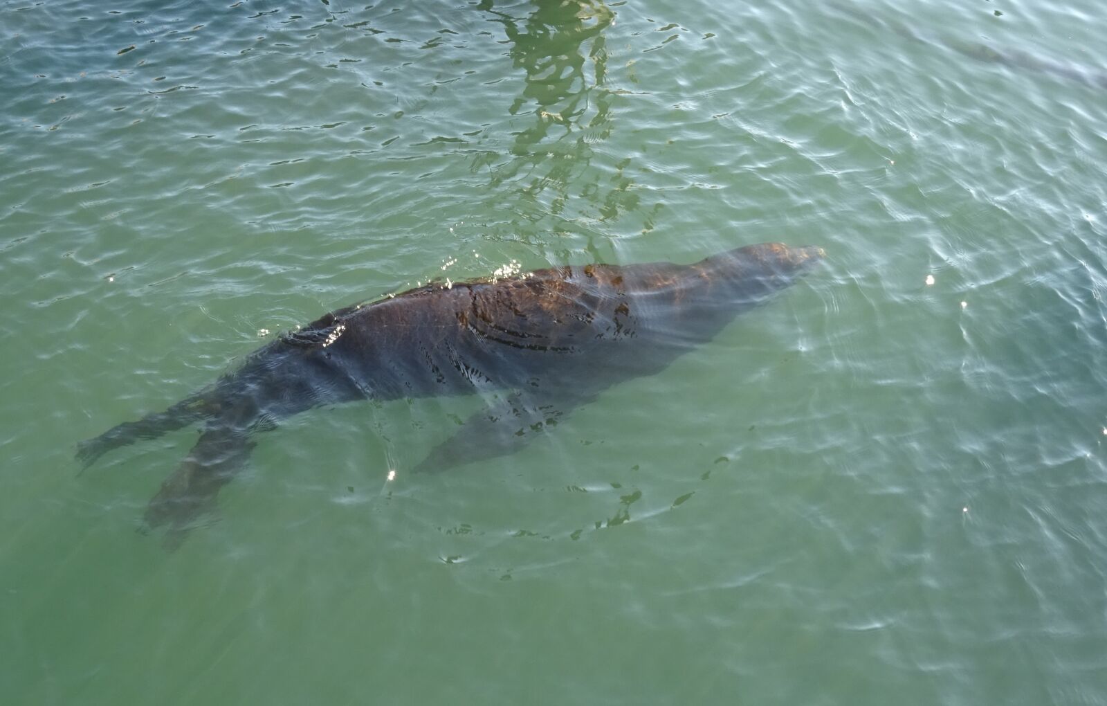 Sony DSC-HX60V sample photo. Sea lion, animal, marine photography