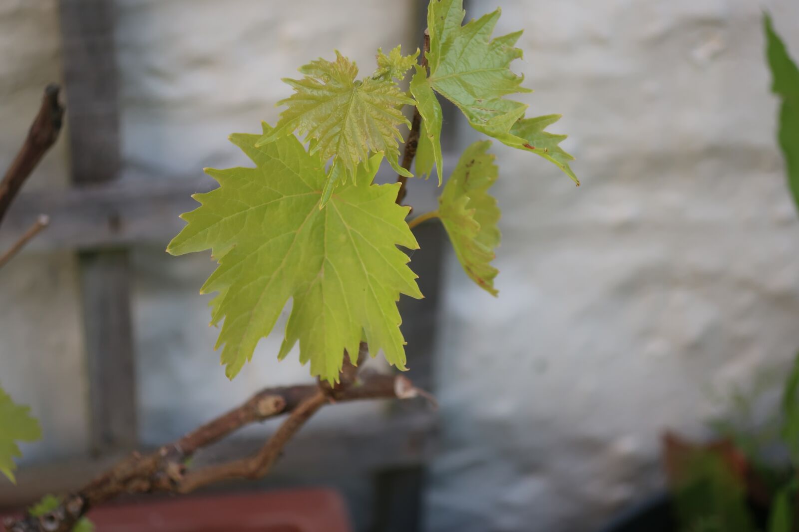 Canon PowerShot G9 X Mark II sample photo. Vine, grape, leaf photography