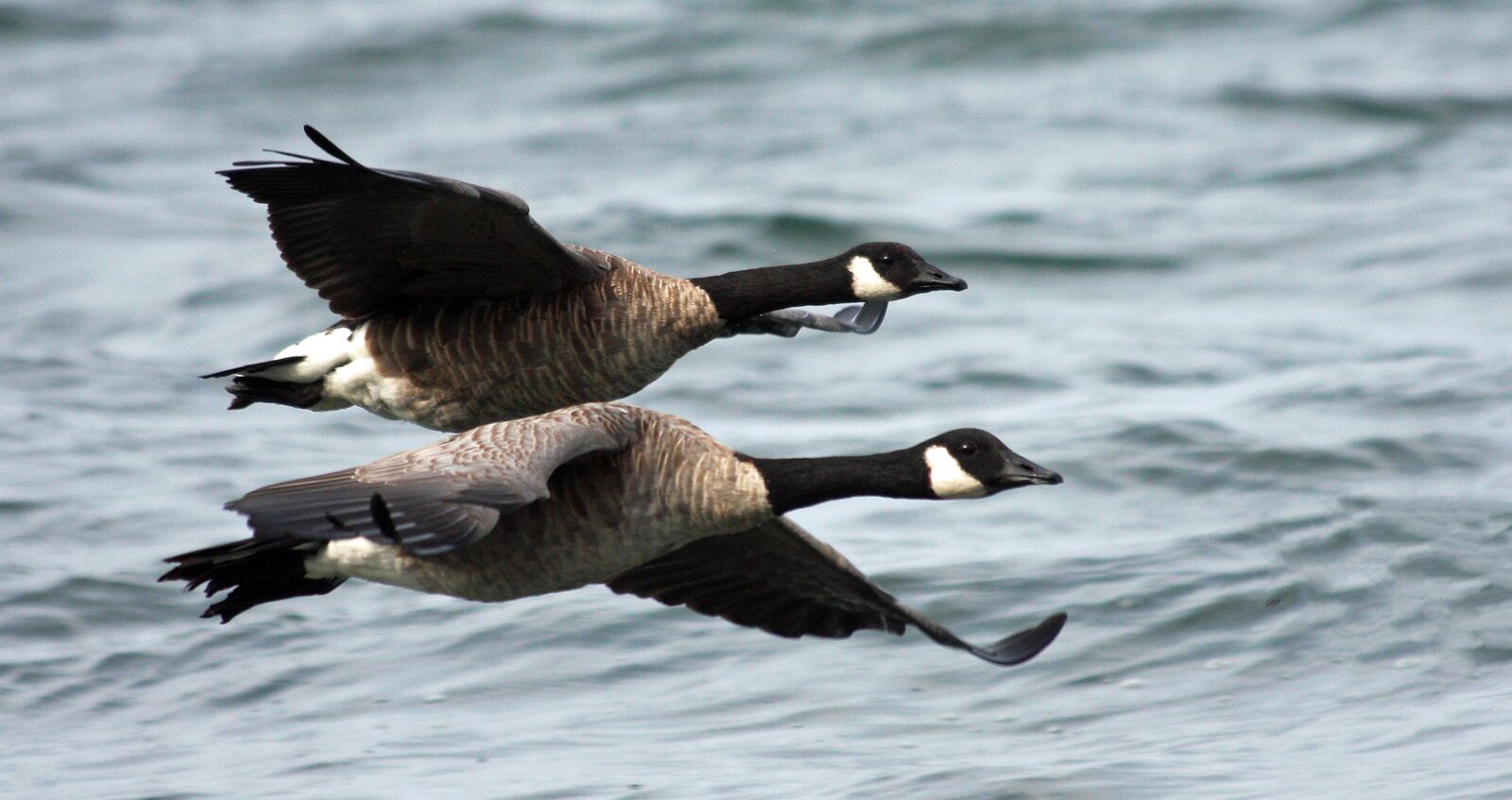 Canon EOS 40D sample photo. Brant geese, inflight, water photography