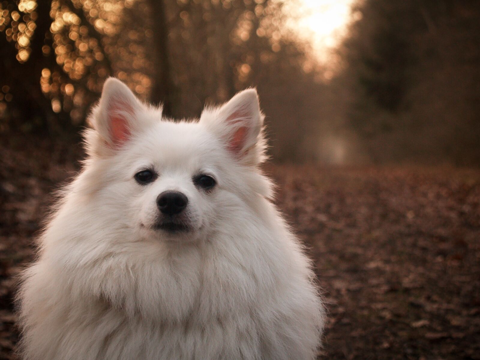 Olympus E-500 (EVOLT E-500) sample photo. Spitz, german, dog photography