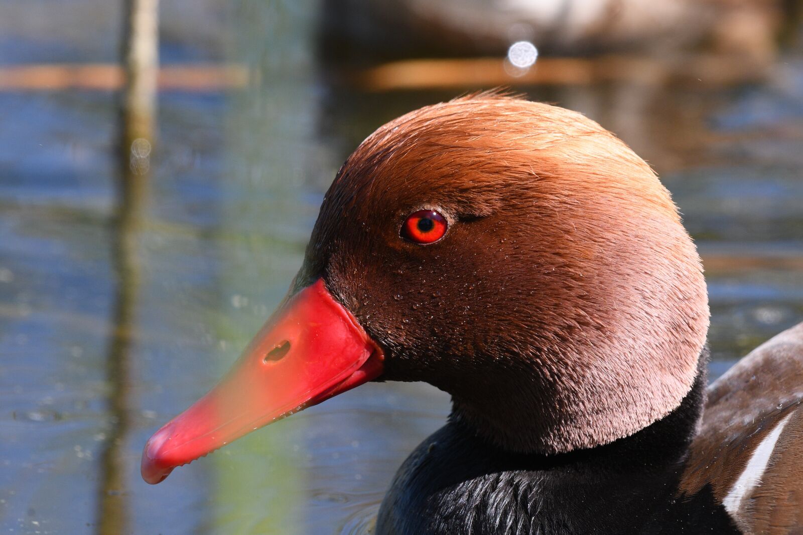 Nikon D500 sample photo. Bird, duck, waters photography
