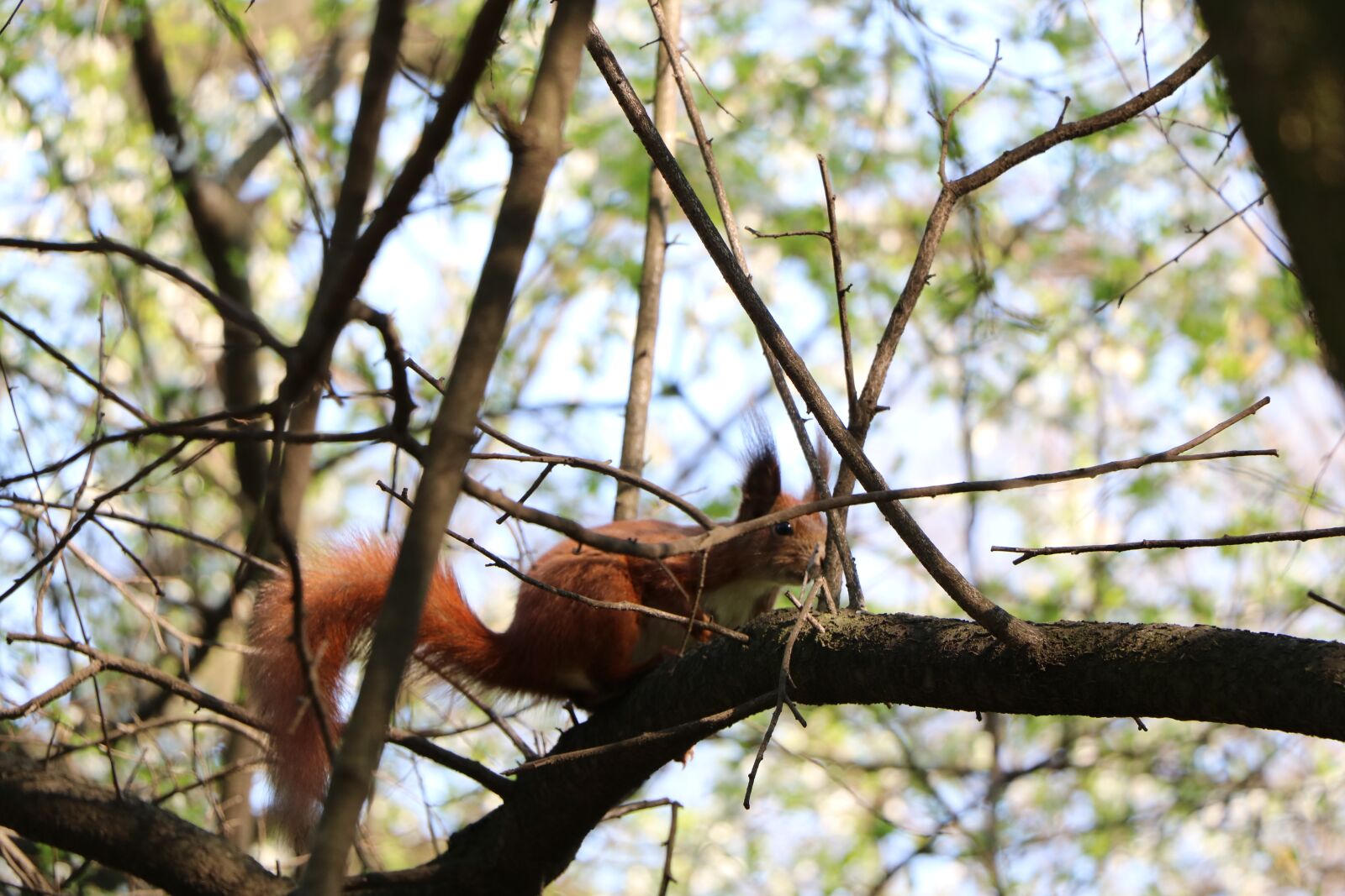 Canon EOS 750D (EOS Rebel T6i / EOS Kiss X8i) sample photo. Tree, nature, wood photography