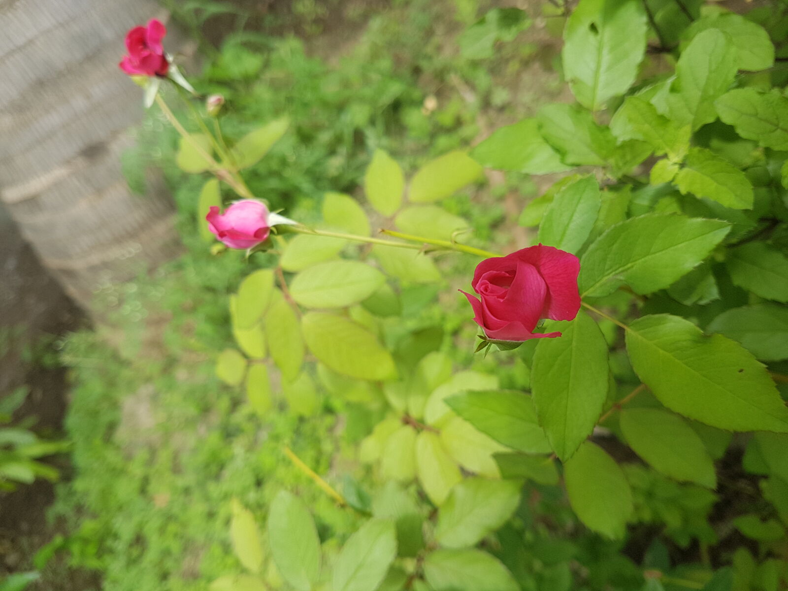 Samsung Galaxy S7 Edge sample photo. Pink, roses photography