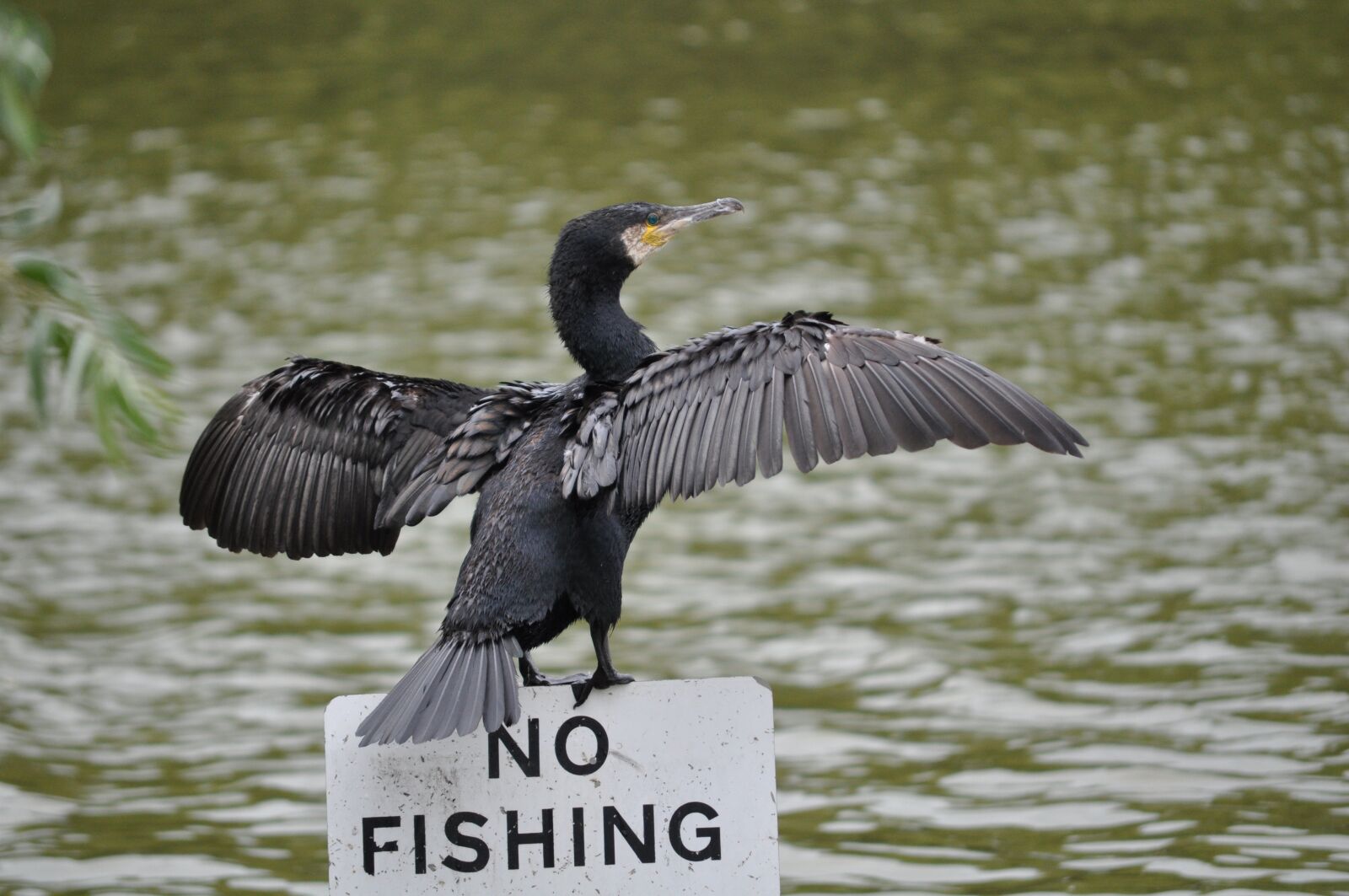 Nikon D5000 sample photo. Bird, cormorant, wildlife photography