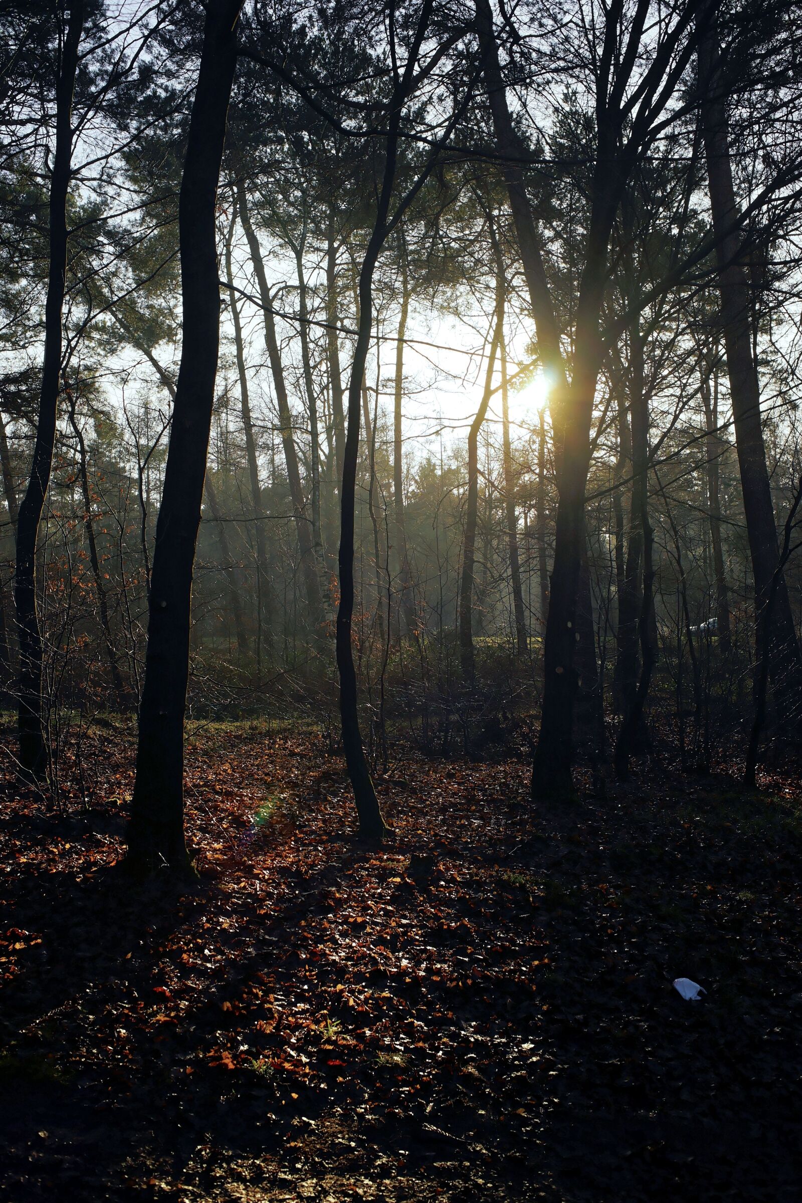 Sony a99 II + Minolta AF 35mm F2 [New] sample photo. Forest, trees, mood photography
