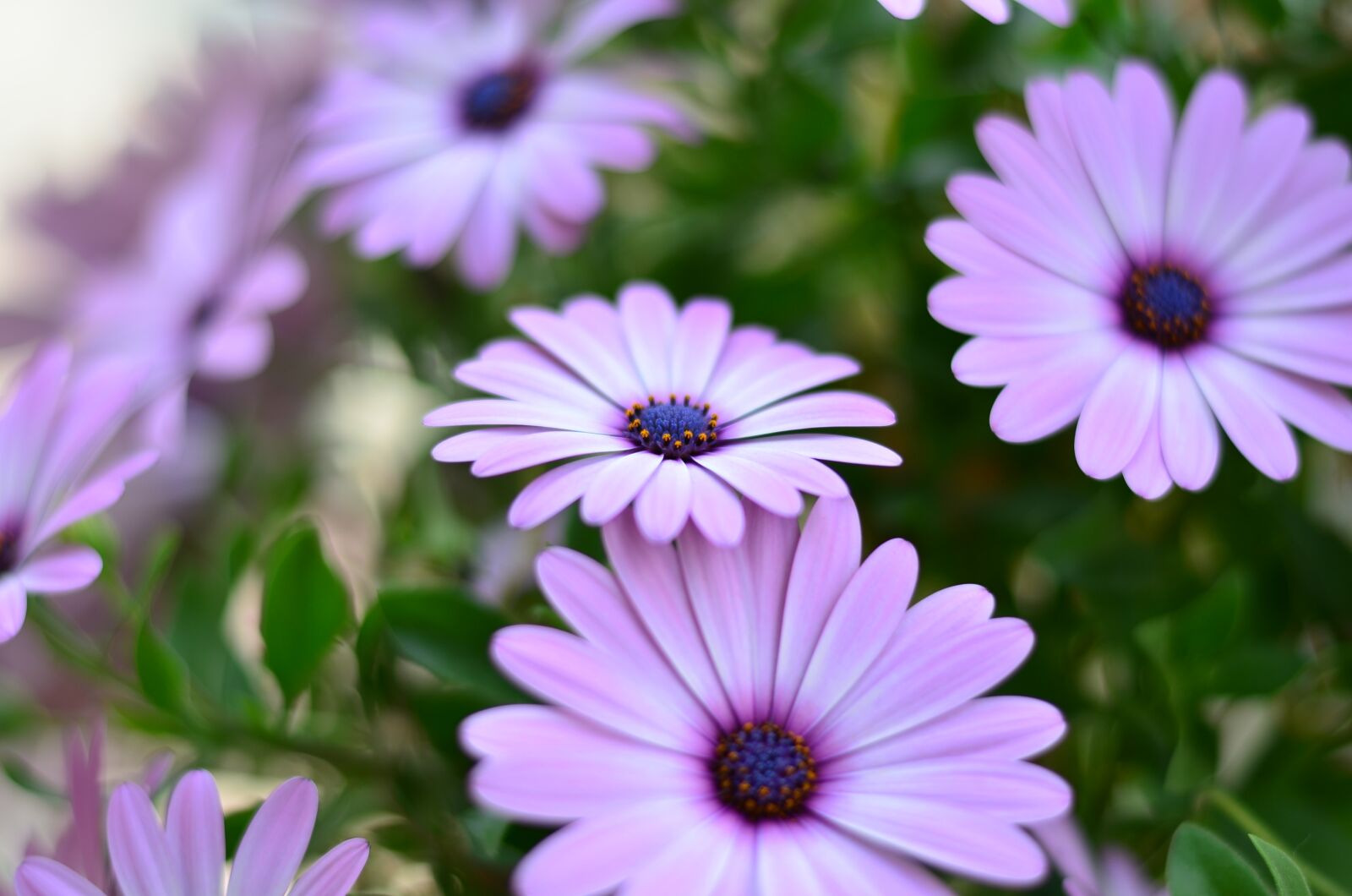 Nikon D5100 sample photo. Flower, green, plant photography