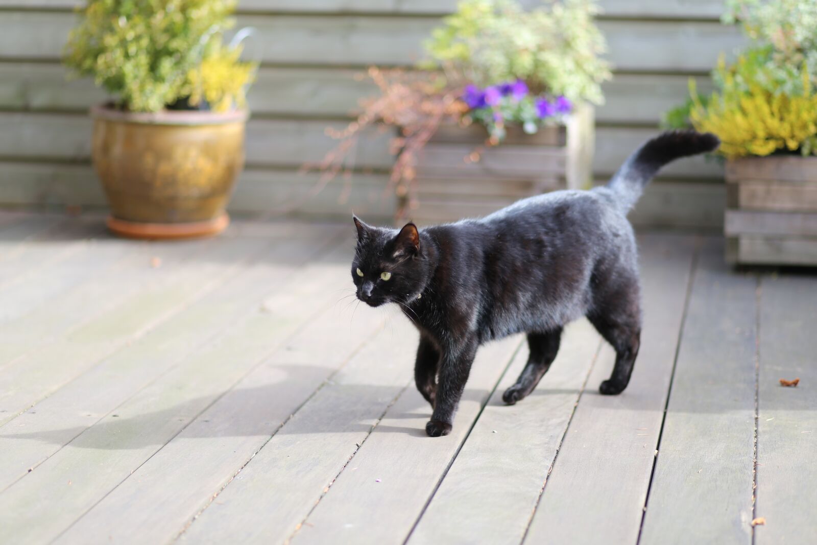 Canon EF 85mm F1.8 USM sample photo. Cat, black cat, witch photography