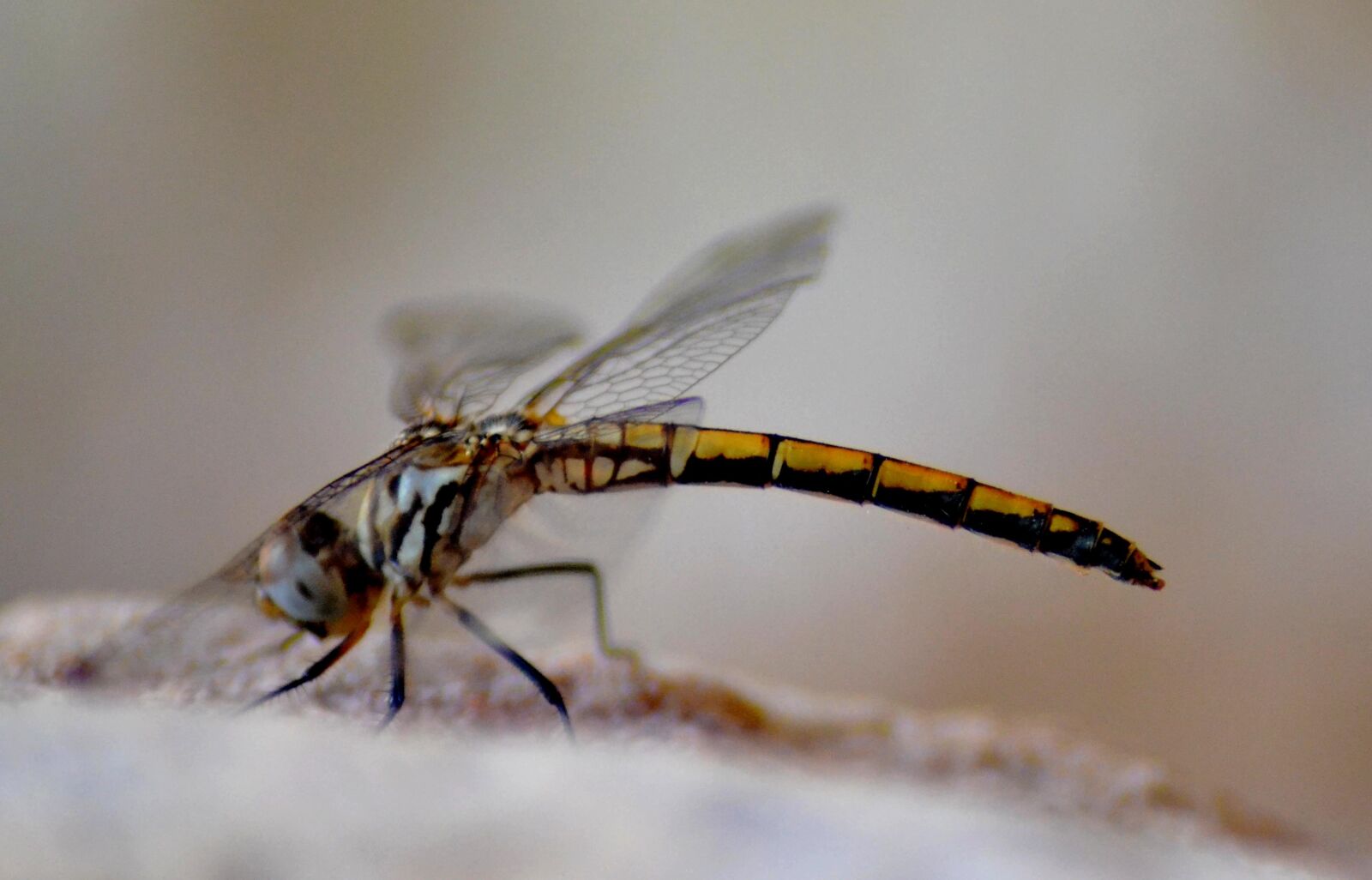 Nikon D3100 sample photo. Dragonfly, close-up, close photography