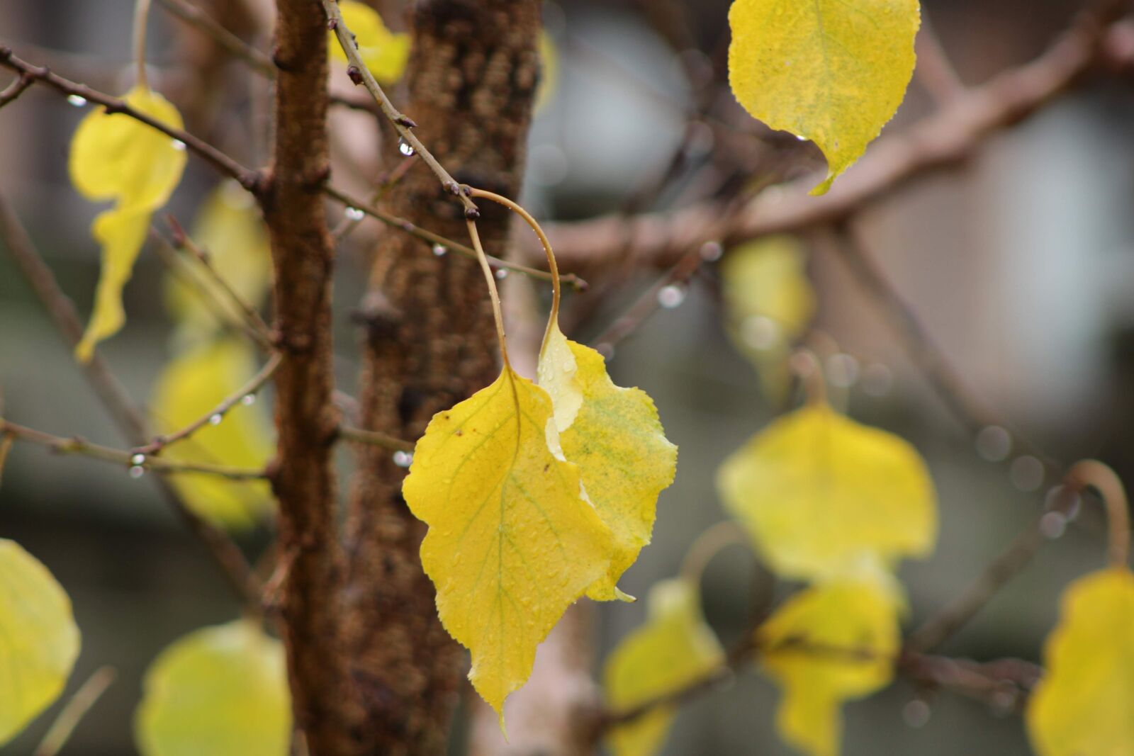 Canon EOS 2000D (EOS Rebel T7 / EOS Kiss X90 / EOS 1500D) sample photo. Leaves, autumn, branch photography