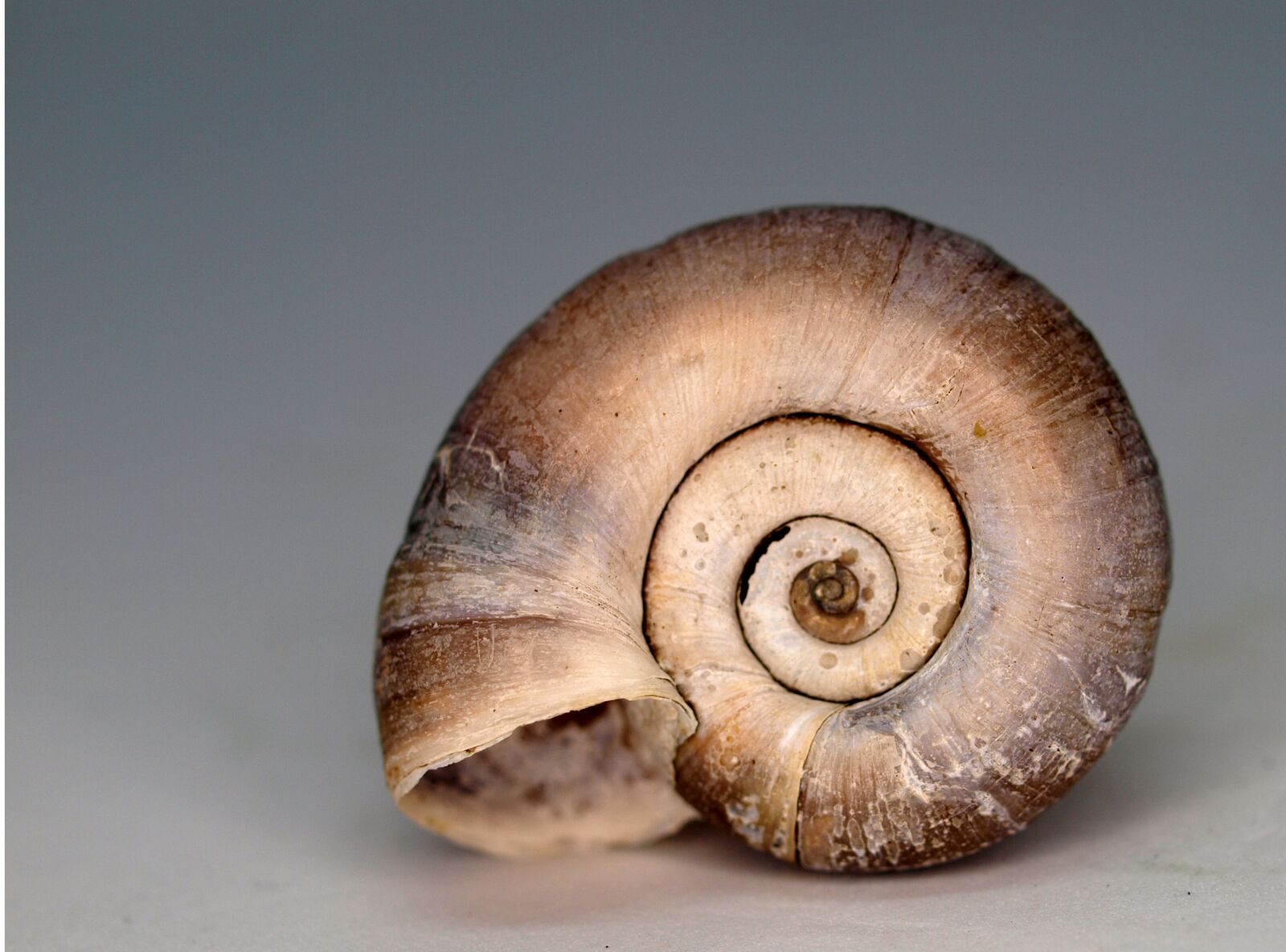 OLYMPUS 35mm Lens sample photo. Shellfish, shell, snail photography