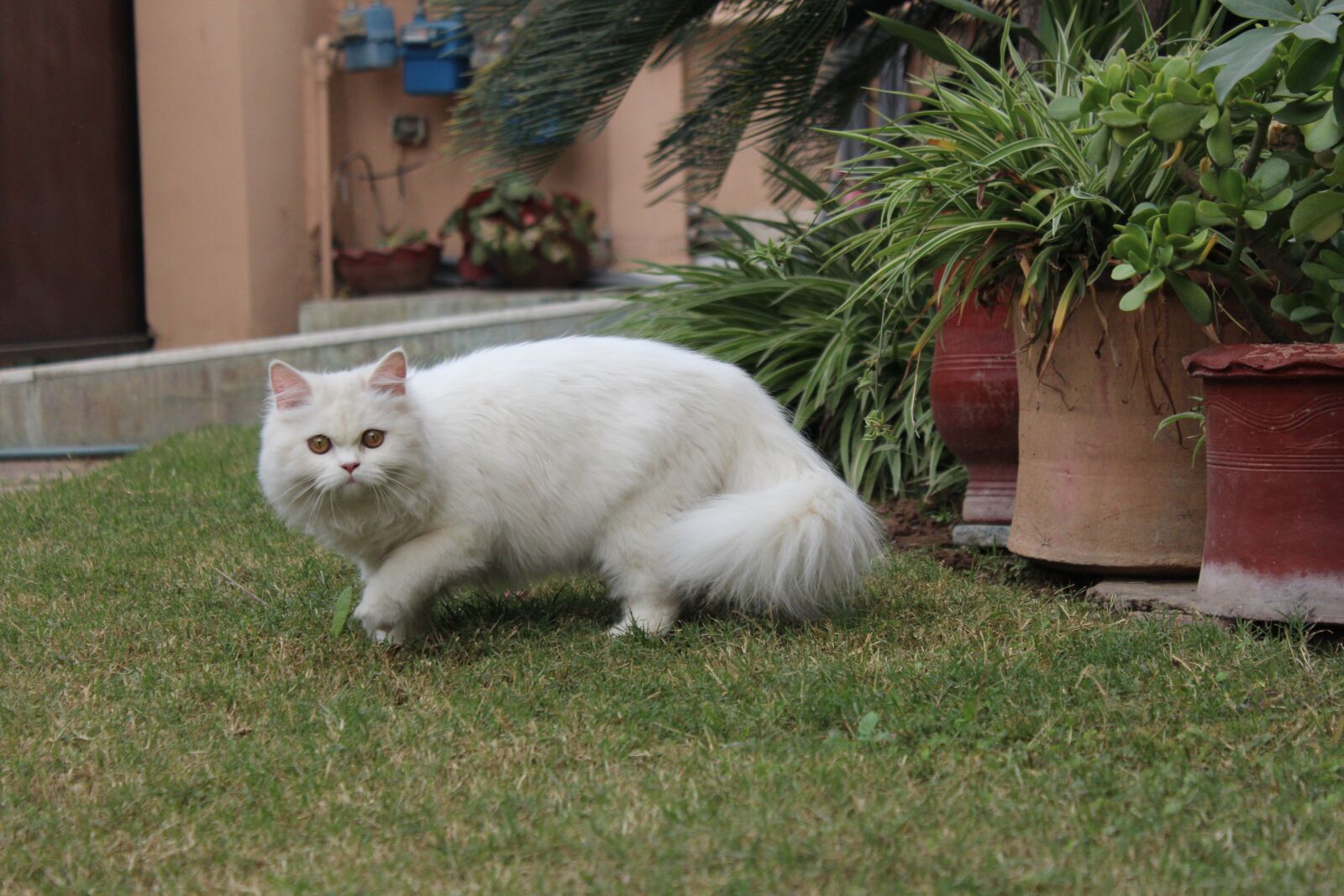 Canon EOS 600D (Rebel EOS T3i / EOS Kiss X5) sample photo. Cat, persian, fur photography