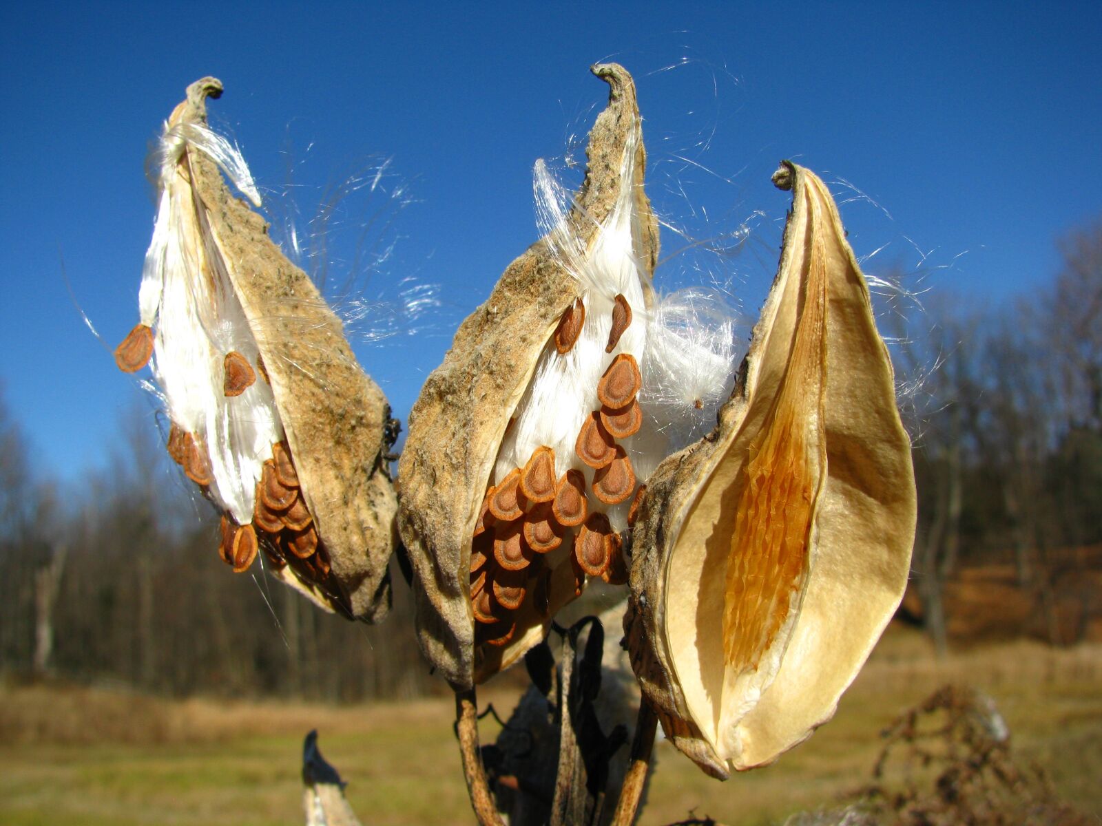 Canon POWERSHOT SX100 IS sample photo. Pod, milkweed, seed photography
