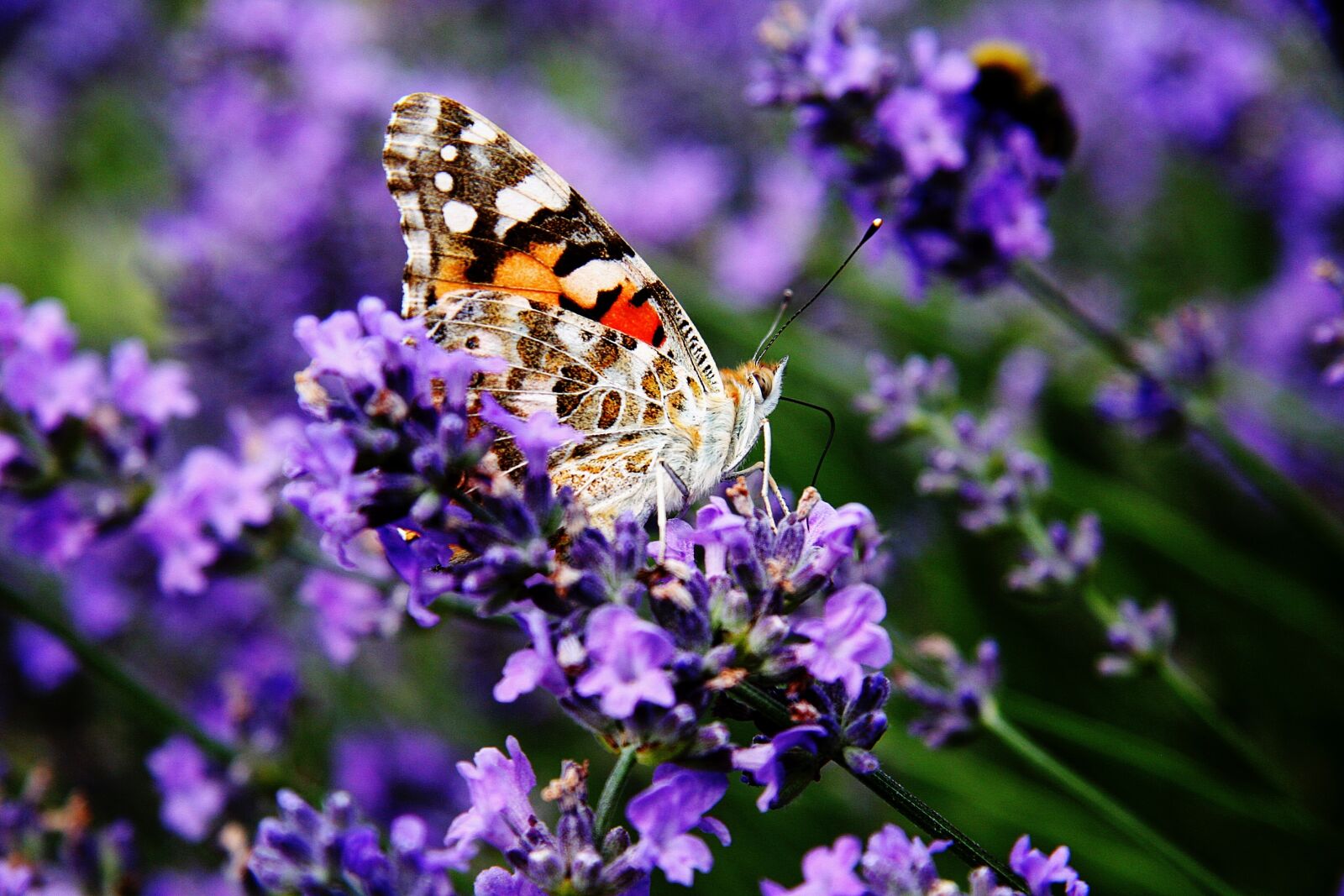 Canon EOS 20D sample photo. Vanessa cardui, edelfalter, butterfly photography