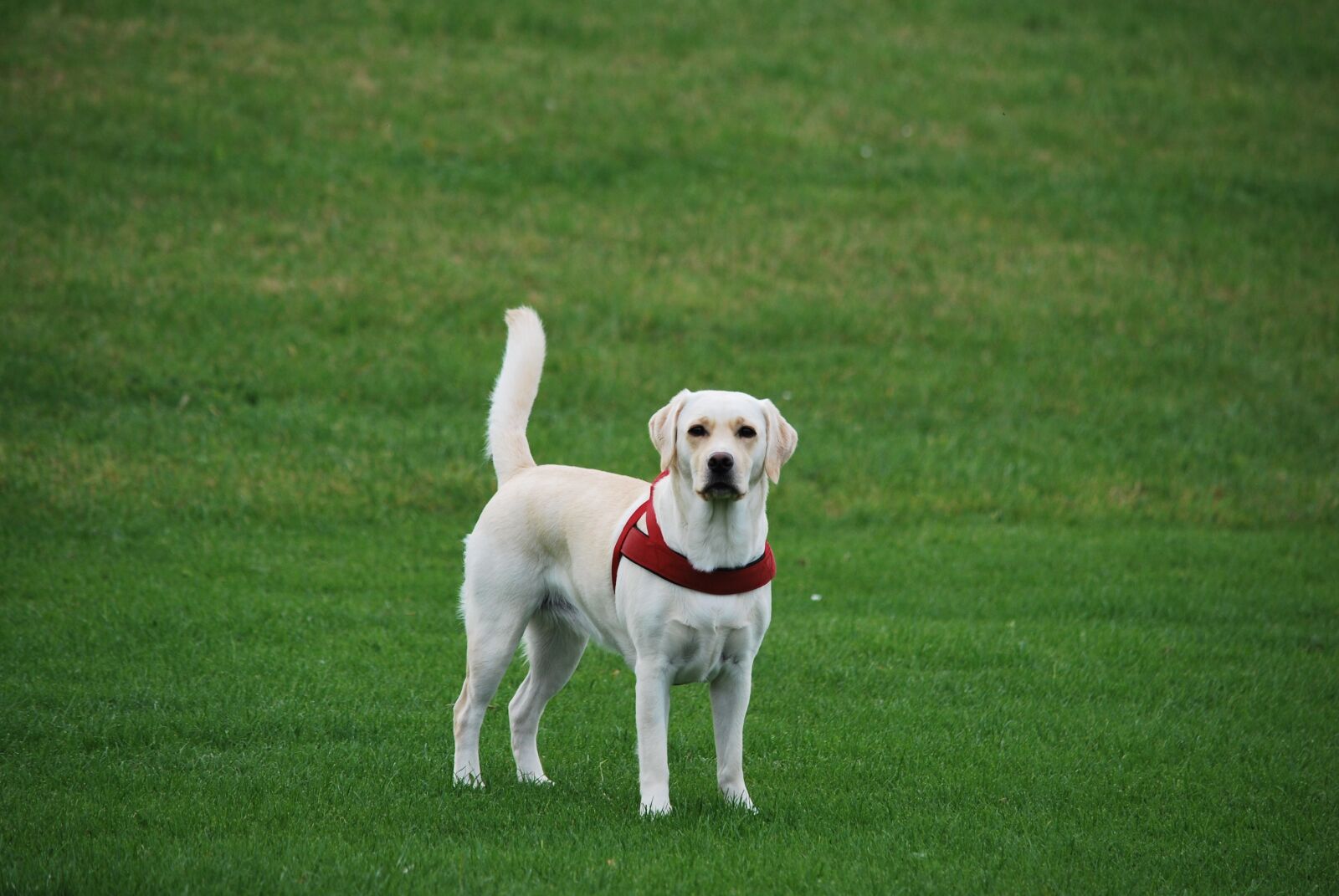 Nikon D60 sample photo. Animal, dog, labrador photography