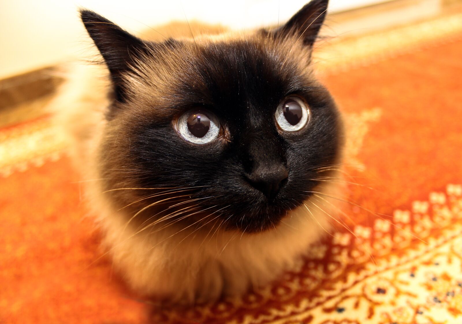 Canon EOS 600D (Rebel EOS T3i / EOS Kiss X5) sample photo. Cat, look, cat eyes photography