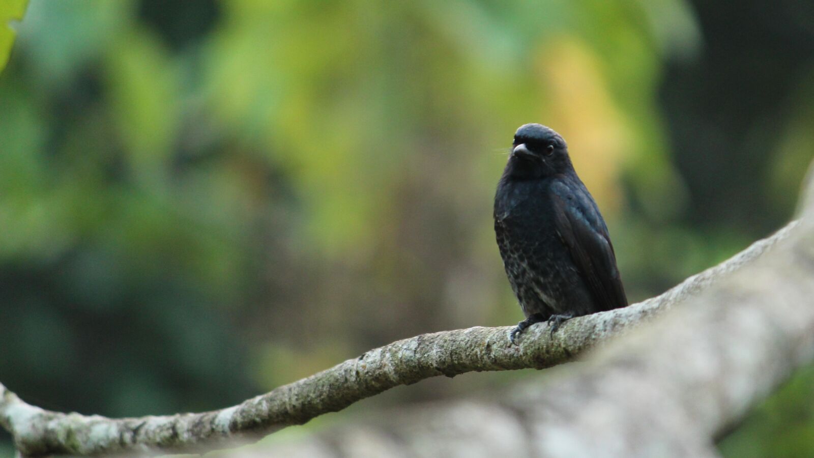 Canon EOS 1300D (EOS Rebel T6 / EOS Kiss X80) sample photo. Kerala, india, black drongo photography