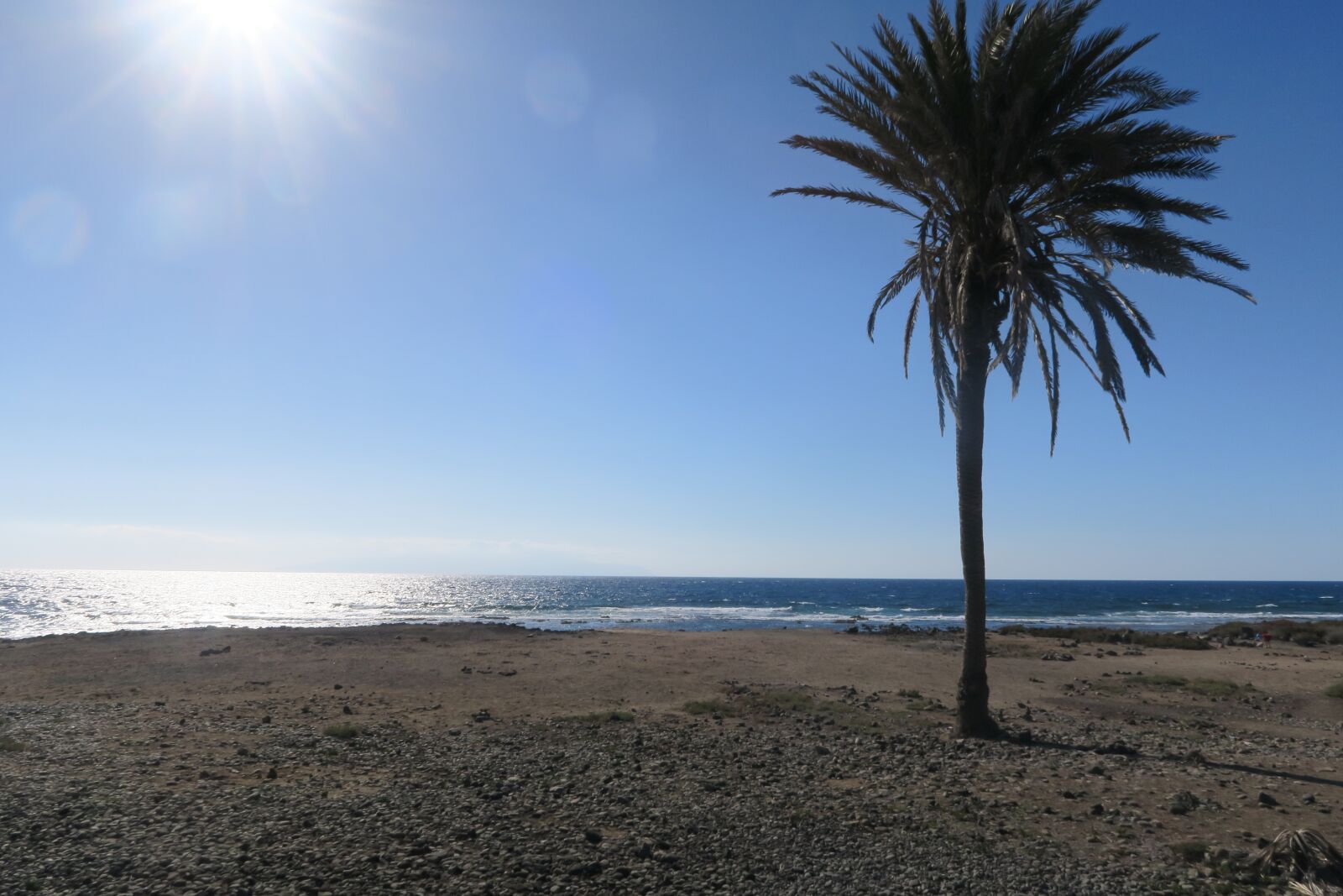 Canon PowerShot G7 X sample photo. Palm, beach, sun photography