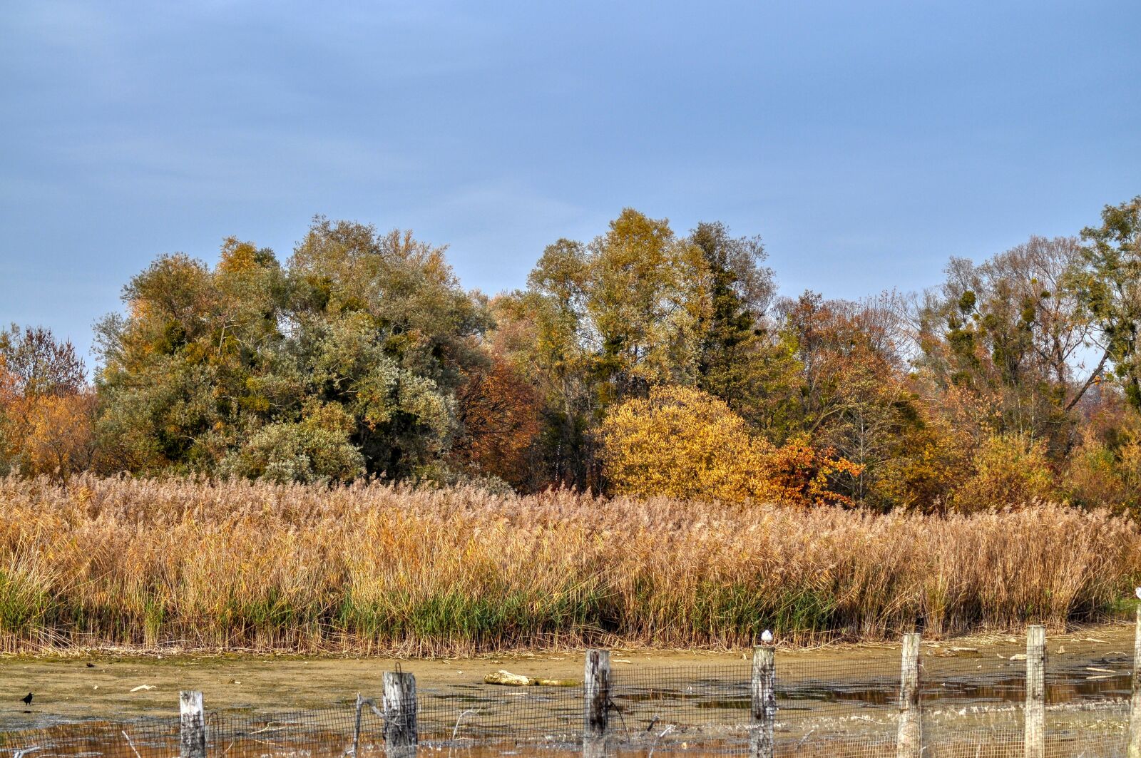 Nikon D5000 sample photo. Autumn, bank, lake photography