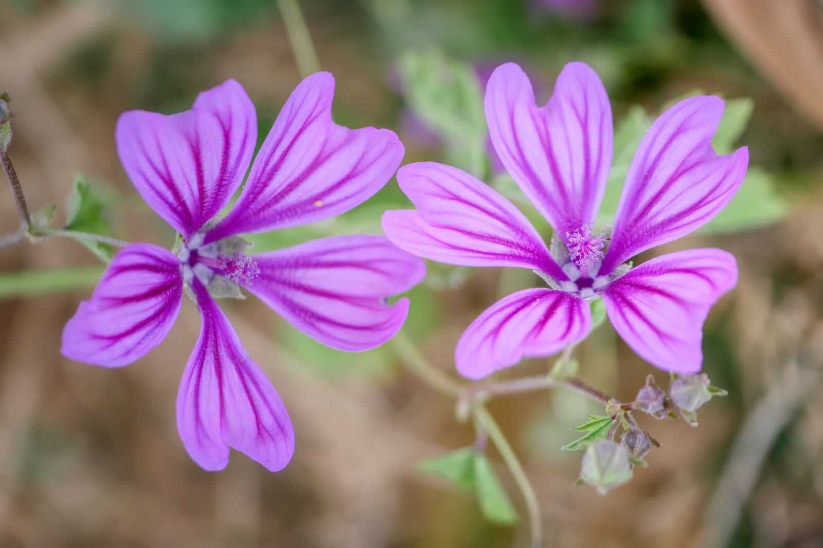 Panasonic Lumix DMC-GX8 sample photo. Flower, purple, blossom photography