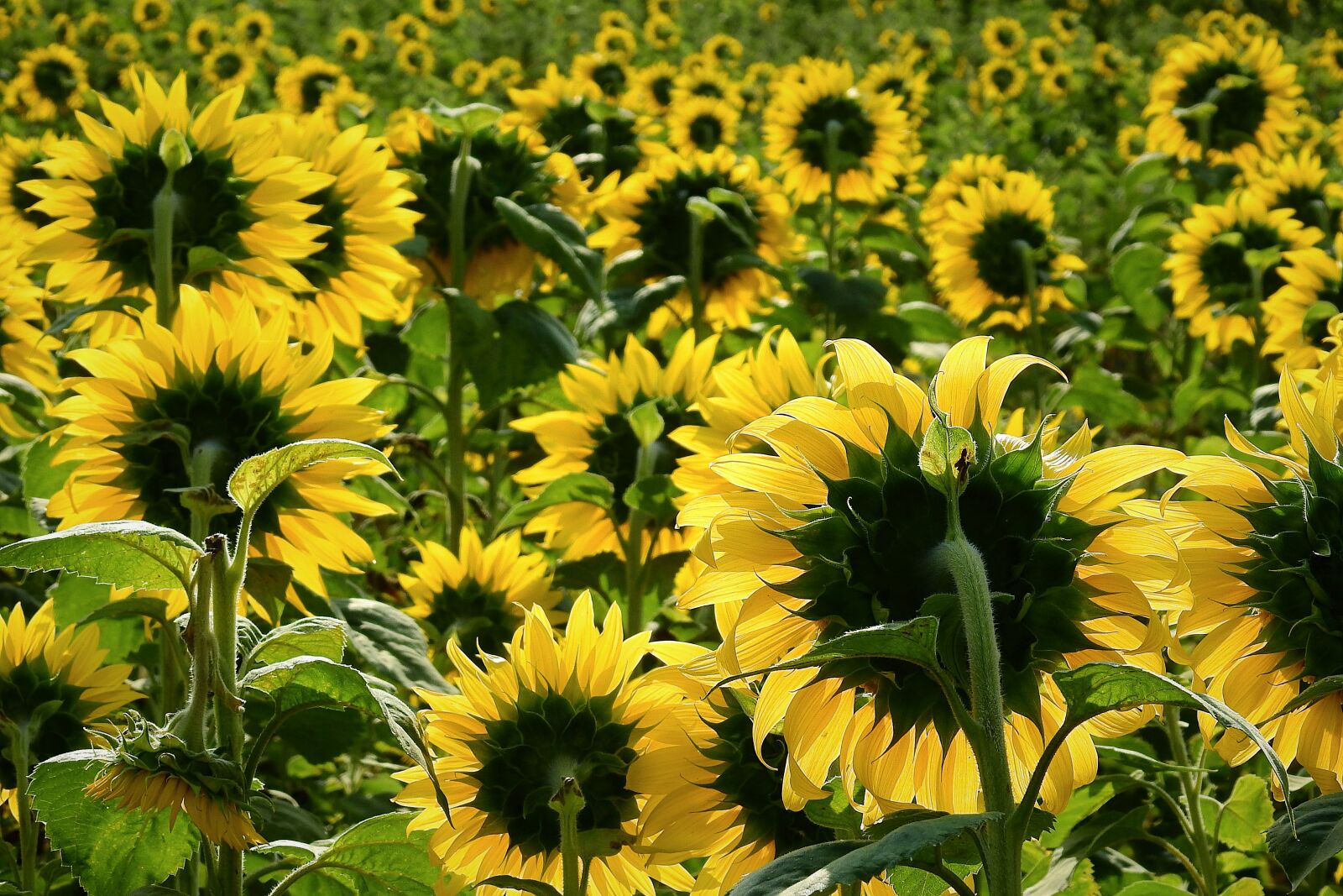 Nikon Coolpix P900 sample photo. Sunflowers, agriculture, field photography