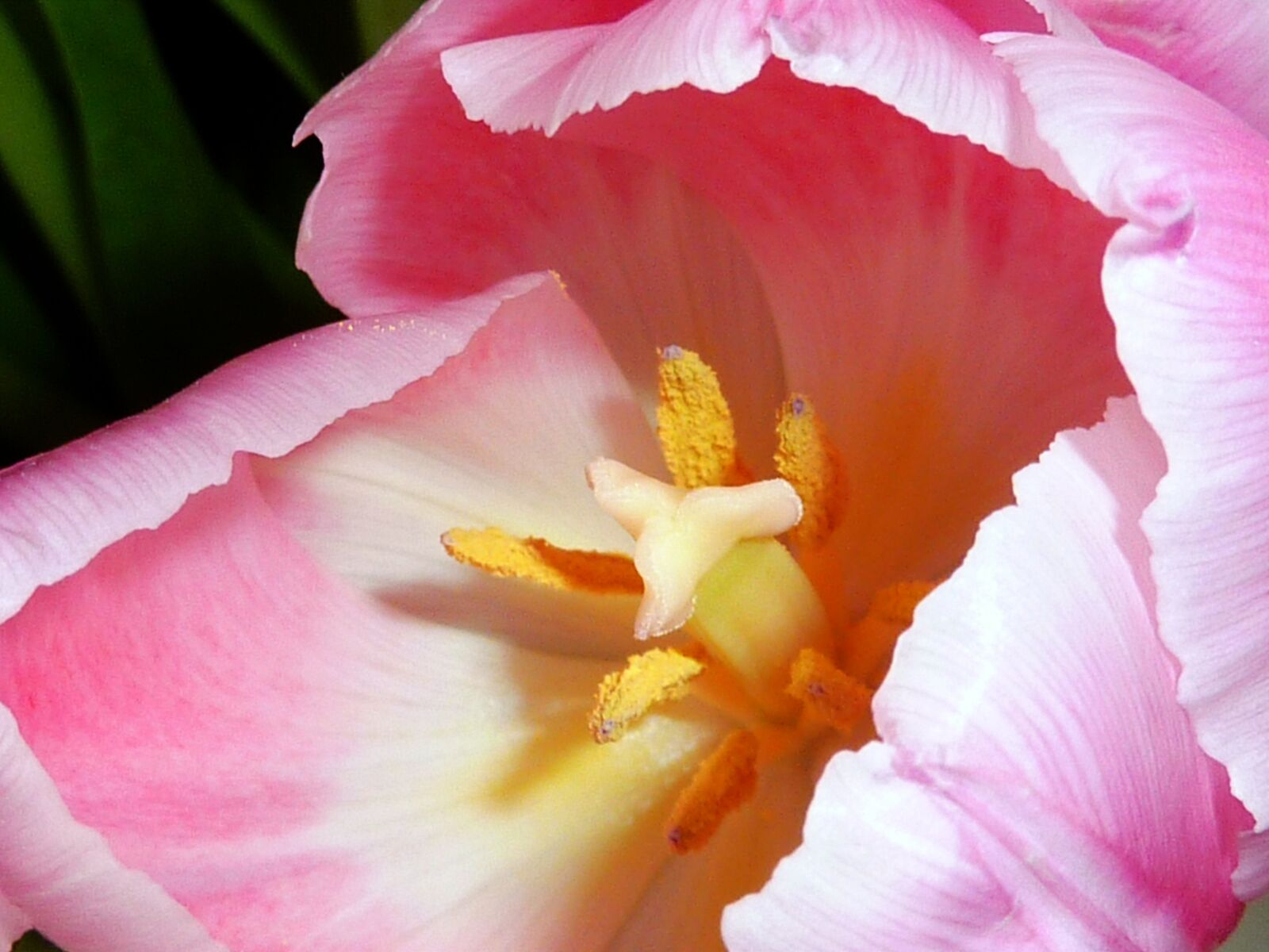 Panasonic DMC-TZ7 sample photo. Flowers, colorful, color photography