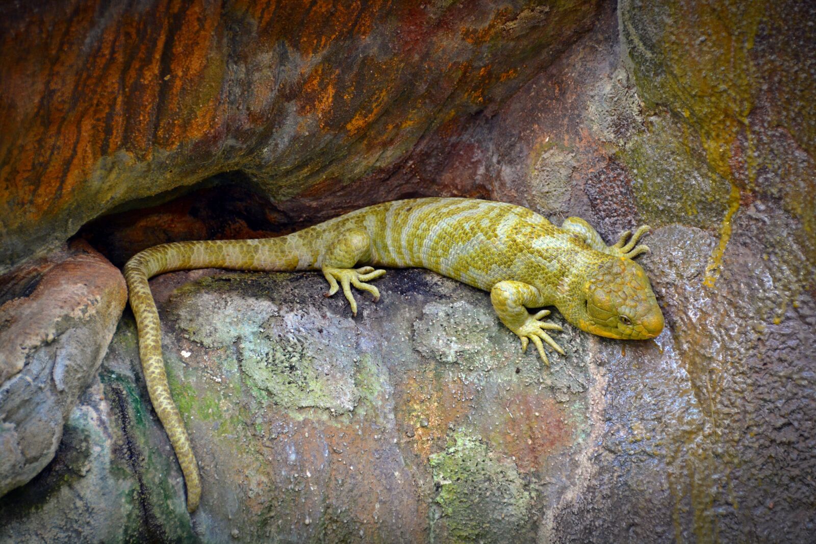 Nikon D5200 sample photo. Lizard, reptile, cold blooded photography
