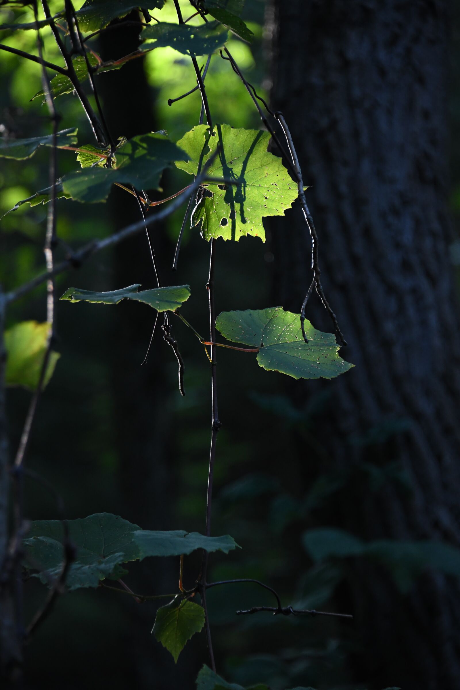 Nikon D850 sample photo. Leaves, woods, mystery photography