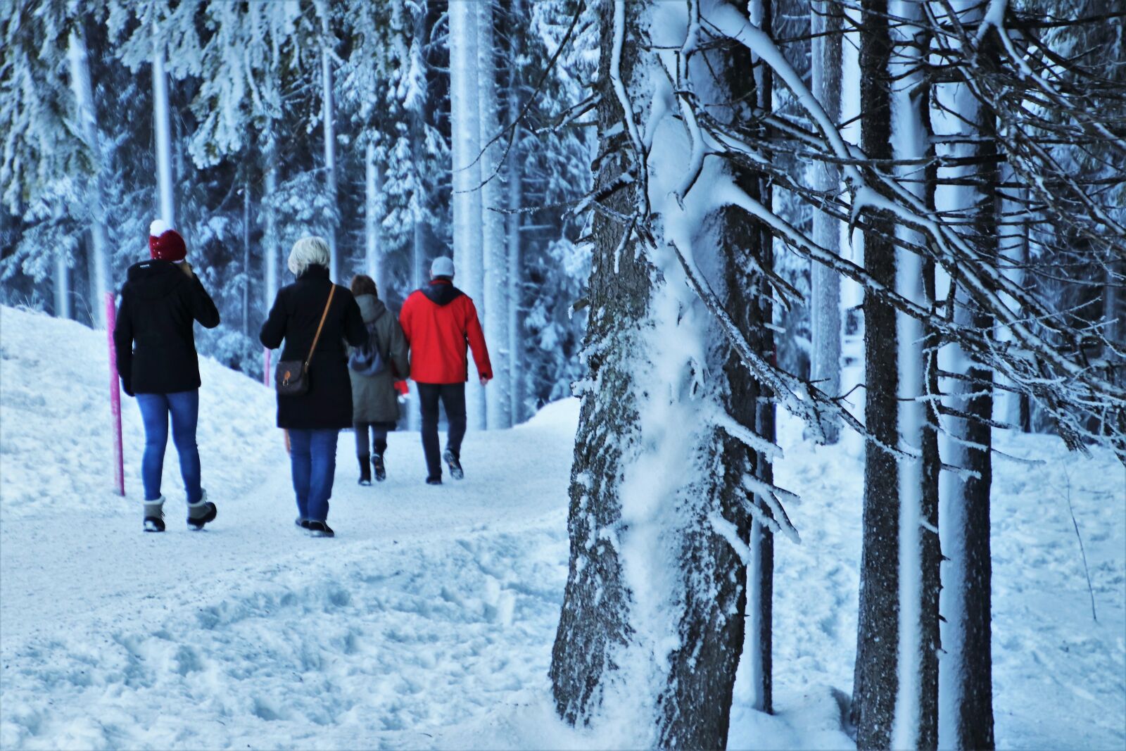 Canon EOS 80D sample photo. Winter, icy, forest photography
