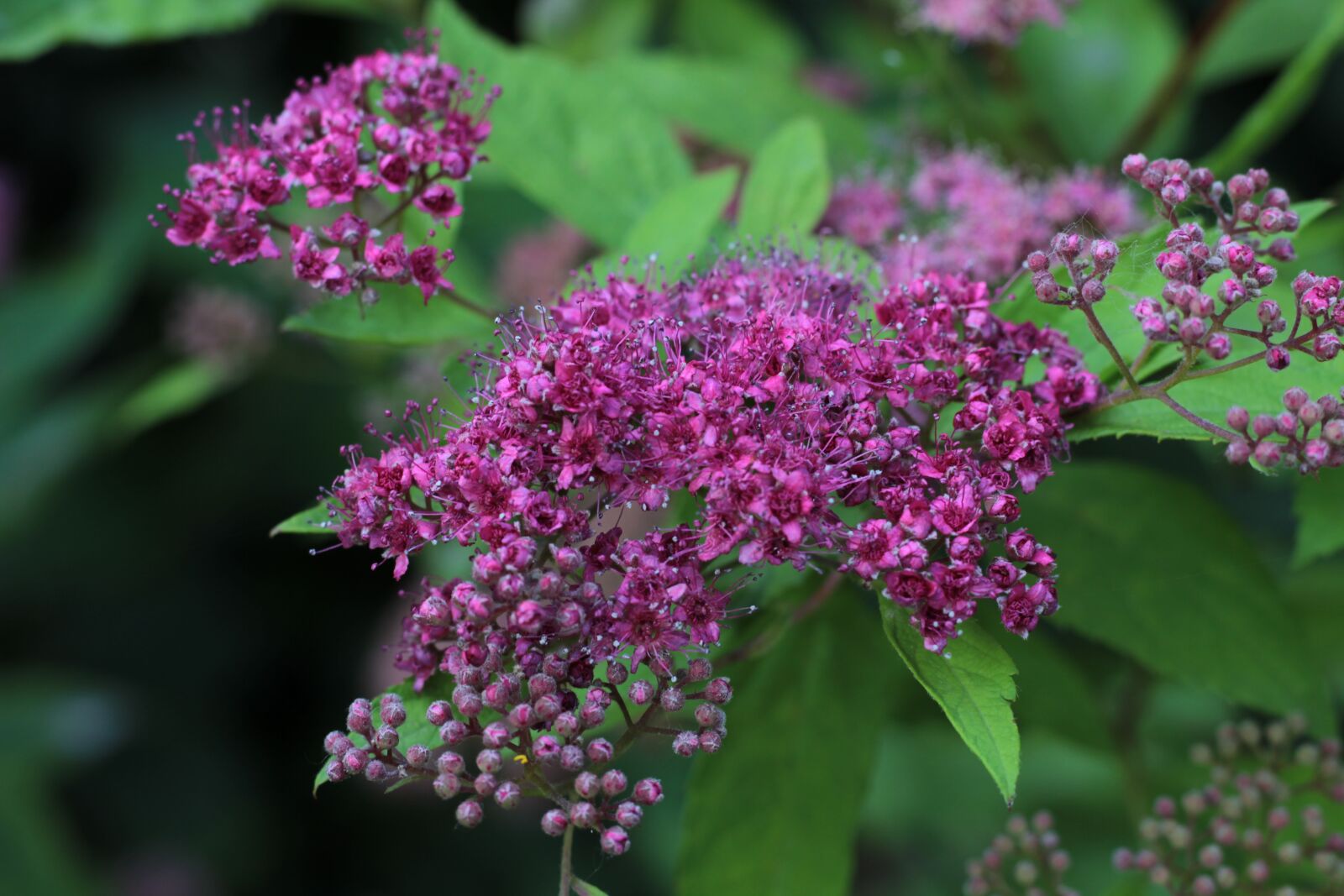 Canon EOS 600D (Rebel EOS T3i / EOS Kiss X5) + Canon EF 50mm F1.8 STM sample photo. Spirea bumalda, and anthony photography