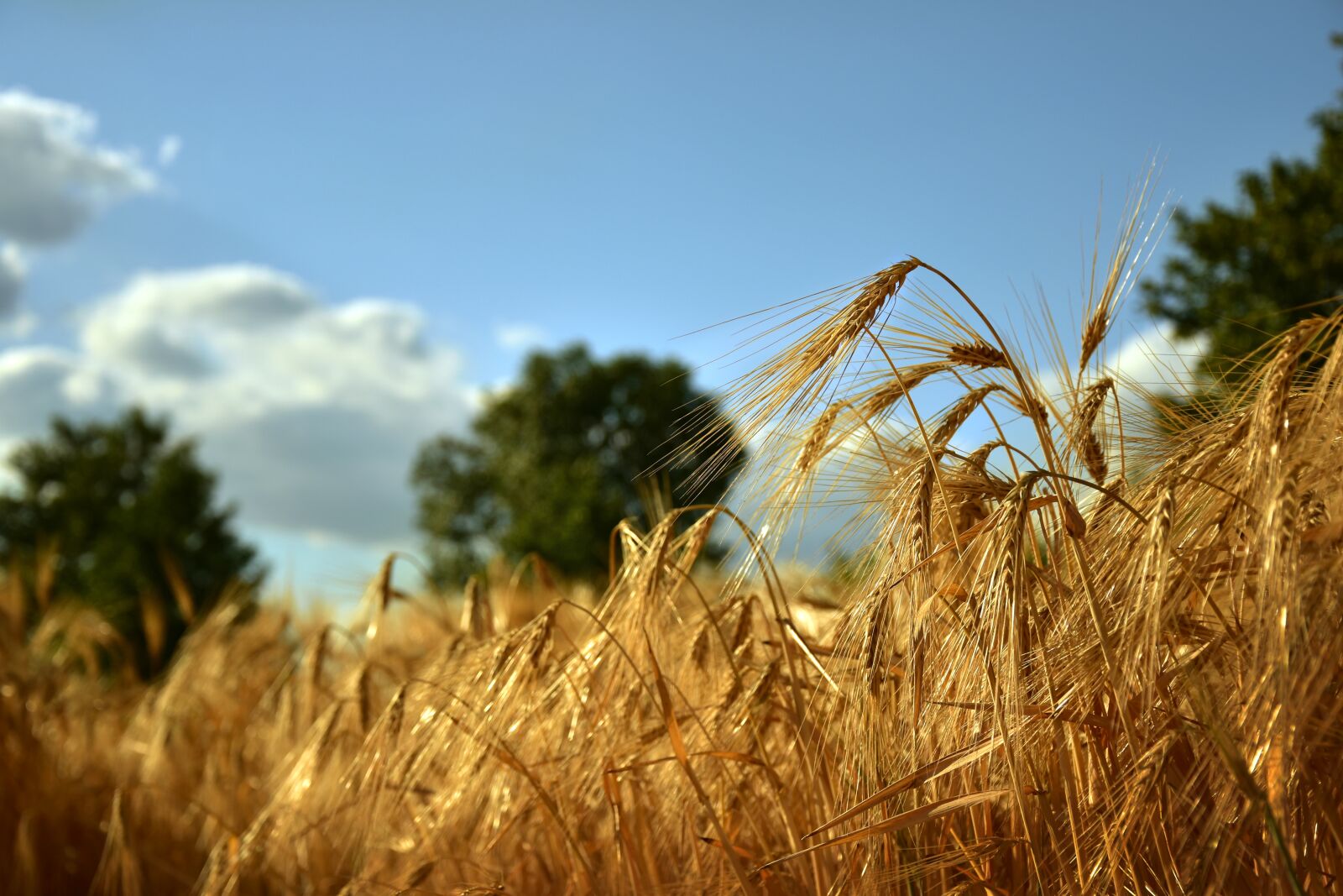 Nikon D5600 sample photo. Cornfield, field, barley field photography