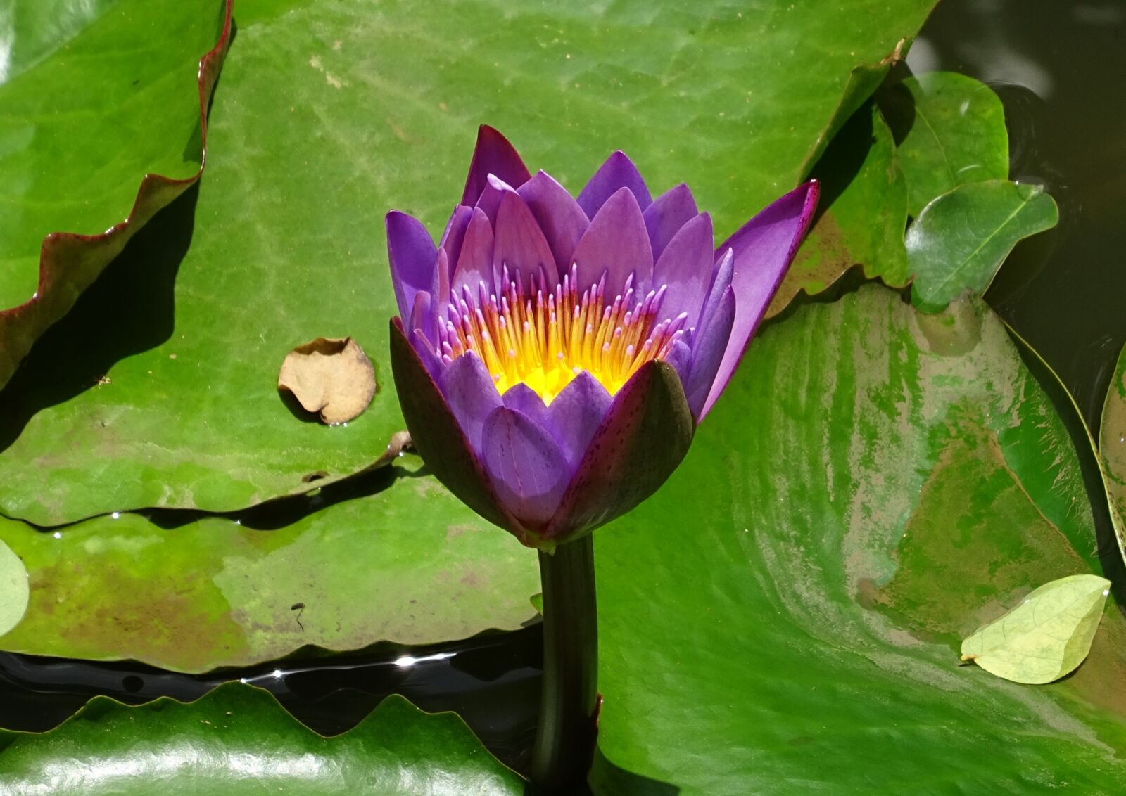 Sony DSC-HX60V sample photo. Lily, flower, nymphaea tina photography
