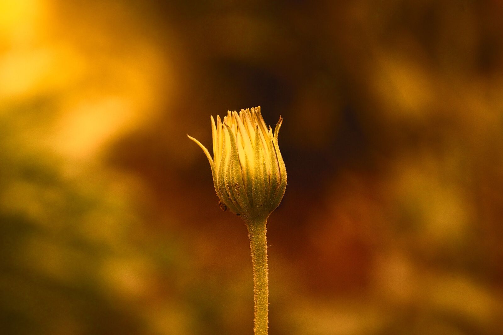 Canon EOS 600D (Rebel EOS T3i / EOS Kiss X5) sample photo. Plants, flower, sun photography