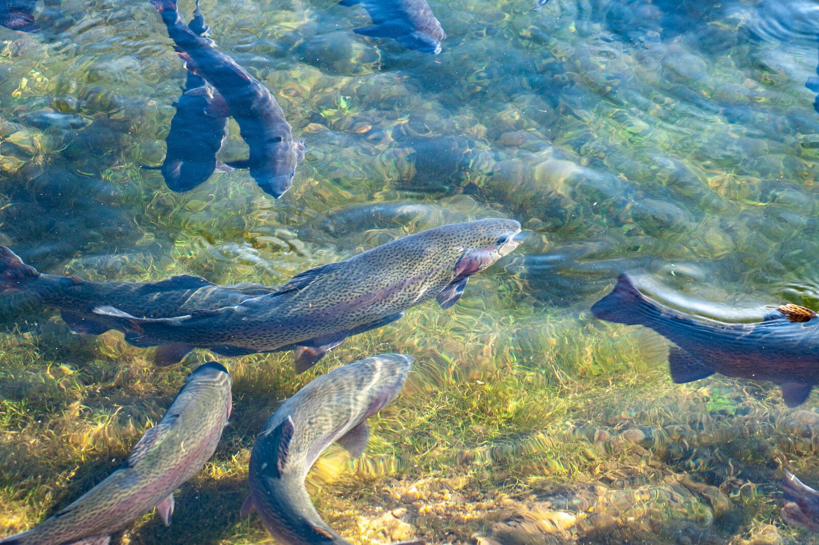 Nikon D50 sample photo. Trout, fish, breeding photography