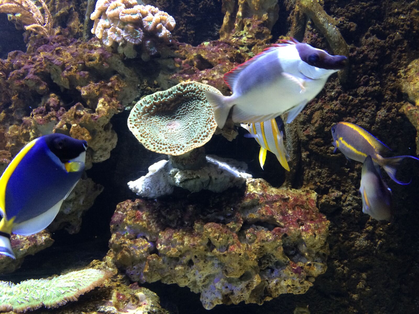 iPhone 5s back camera 4.12mm f/2.2 sample photo. Fish, aquarium, underwater world photography