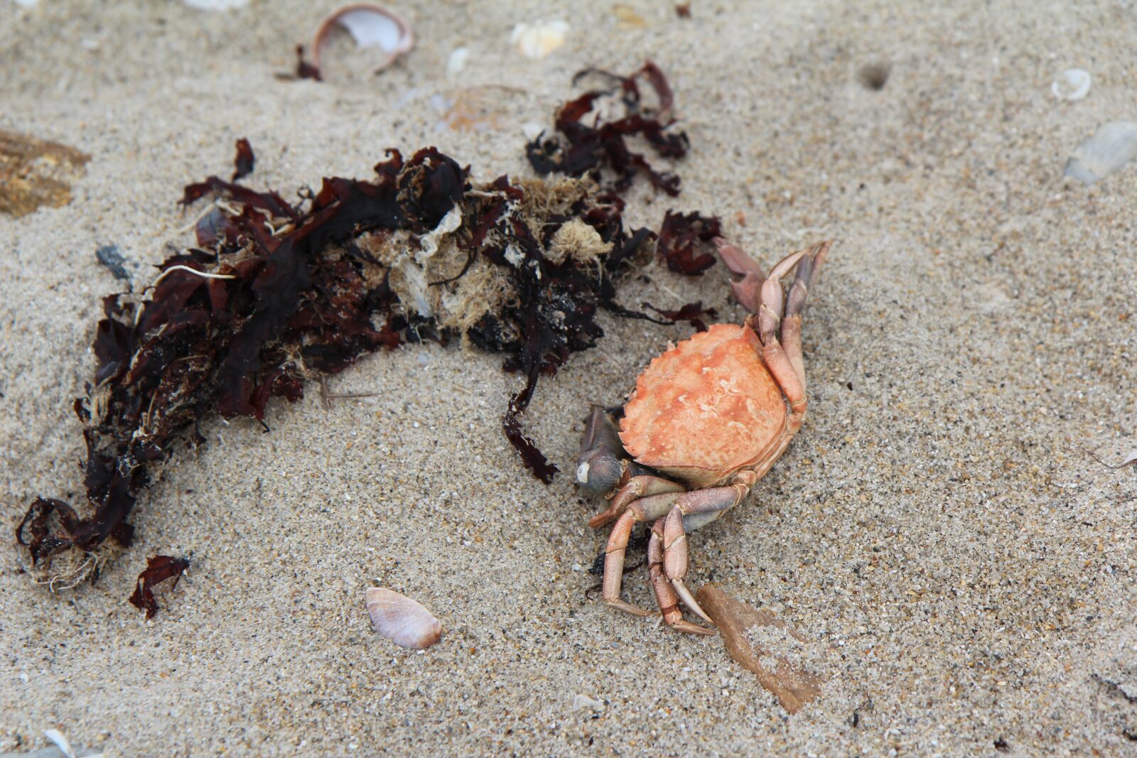 Canon EOS 600D (Rebel EOS T3i / EOS Kiss X5) sample photo. Crab, beach, sand photography