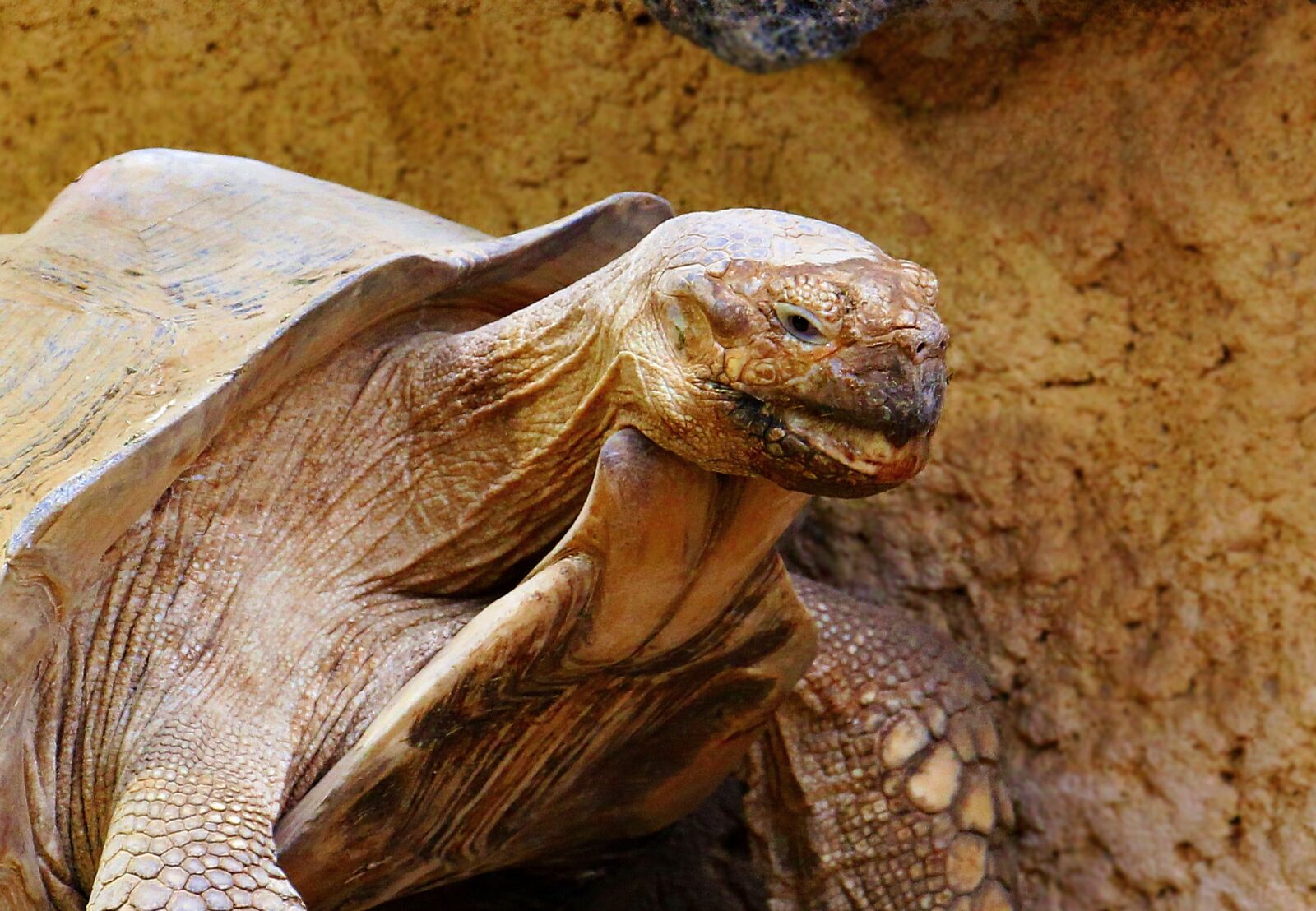 Canon EOS 550D (EOS Rebel T2i / EOS Kiss X4) sample photo. Turtle, tortoise, reptile photography
