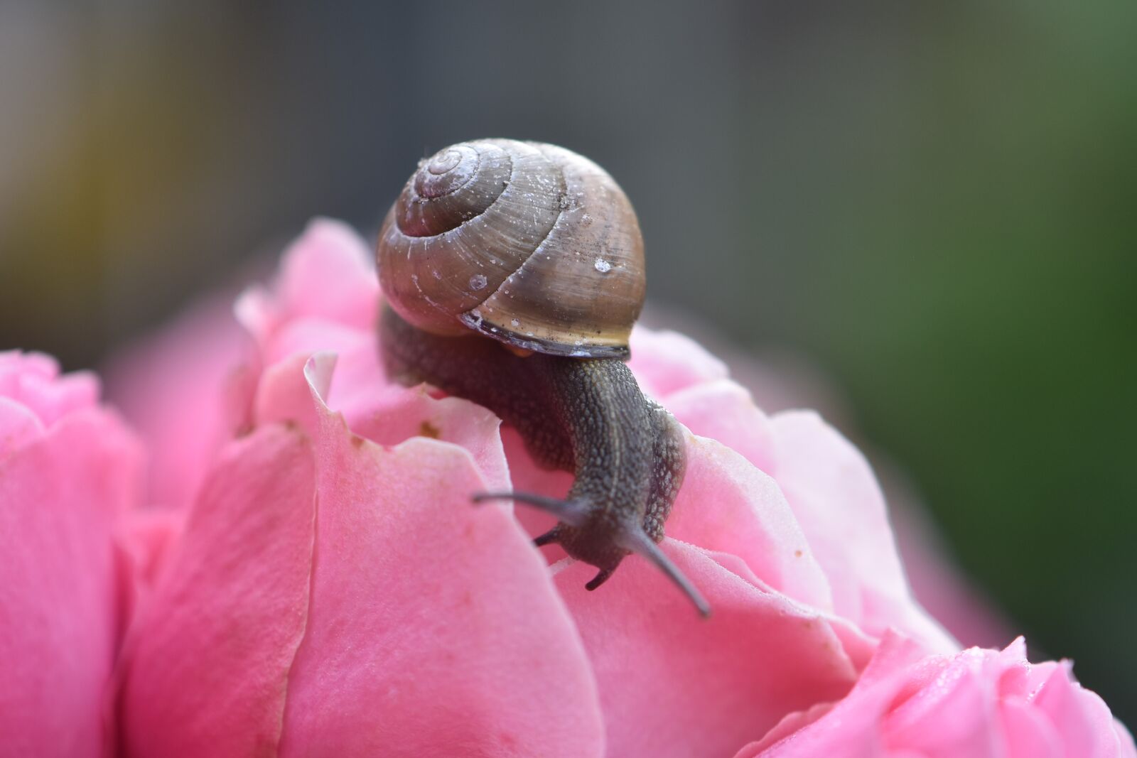 Nikon D5600 sample photo. Snail, crawl, mollusk photography