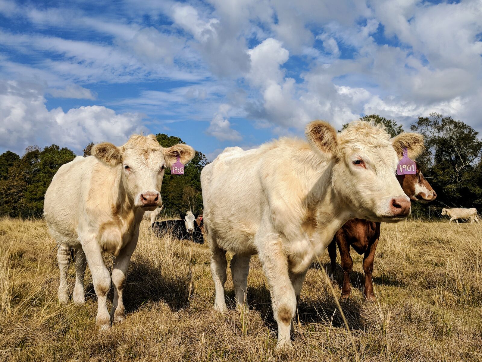 Google Pixel sample photo. White cows, heifers, pasture photography