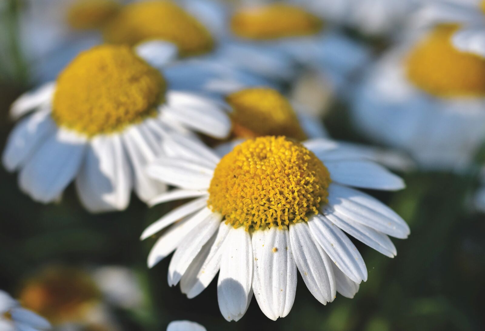 Nikon D7200 sample photo. Margarite, flower, blossom photography