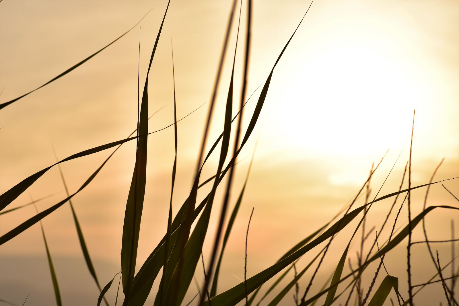 Nikon D5500 sample photo. Sunset, mood, sun photography
