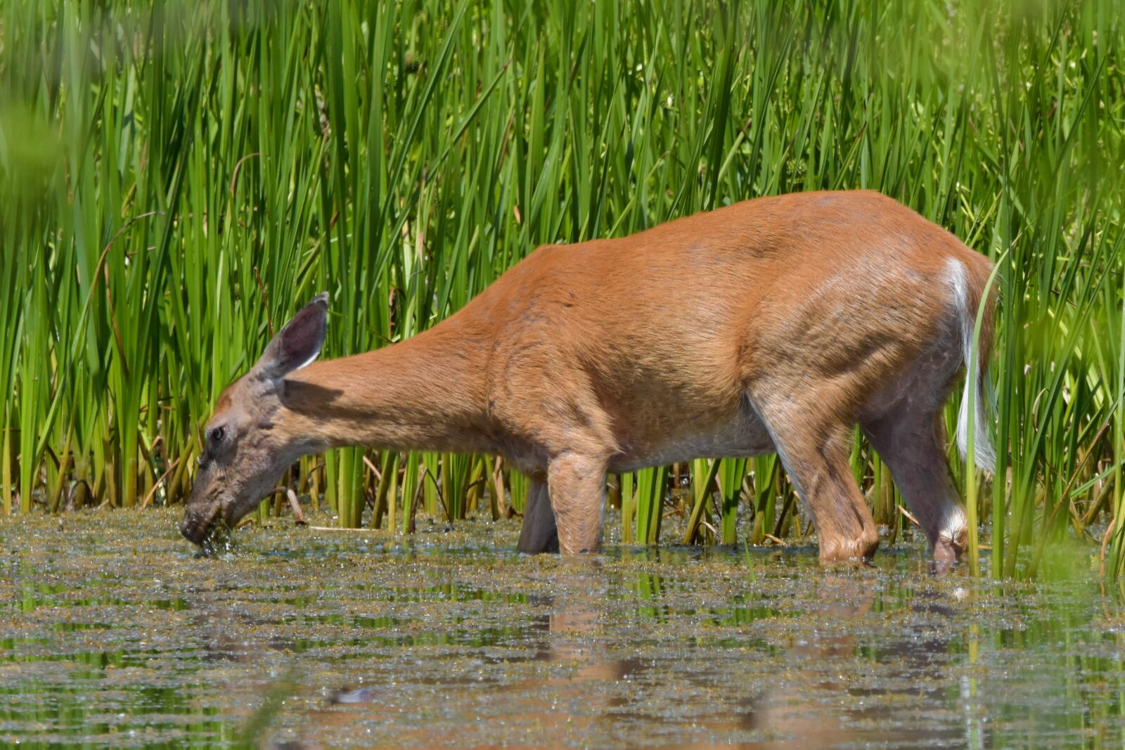 Nikon D3400 sample photo. Animals, wildlife, nature photography
