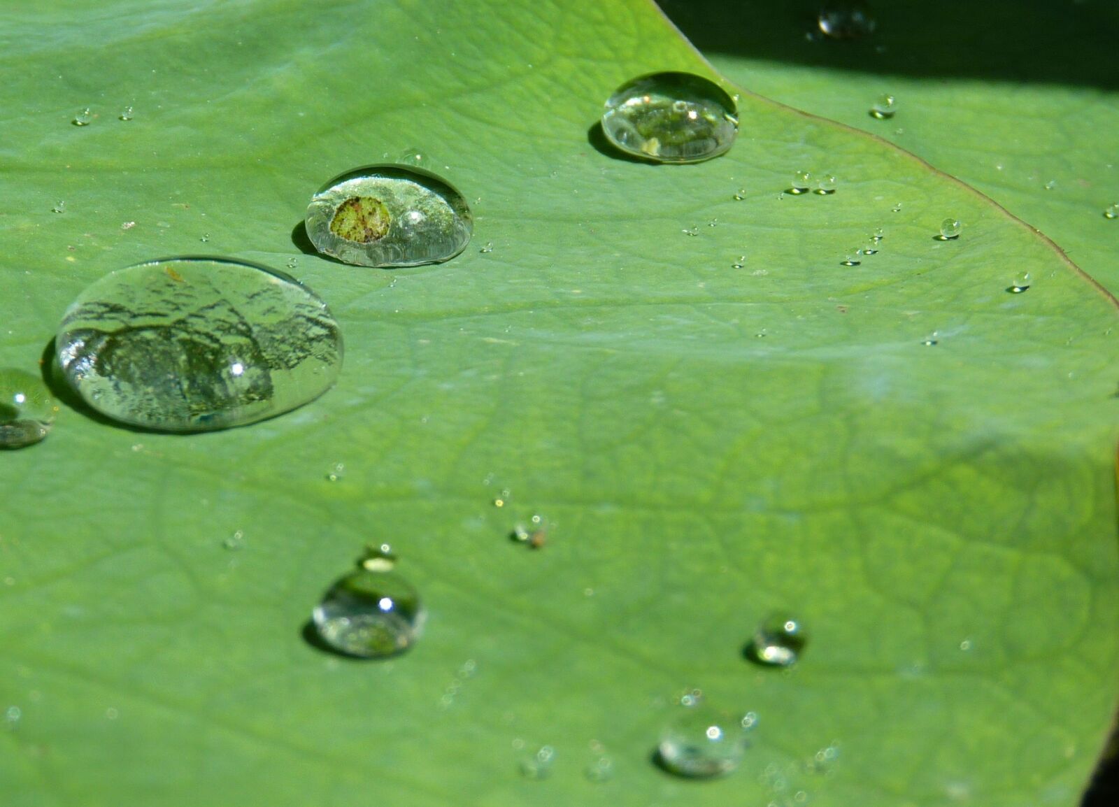 Panasonic Lumix DMC-FZ35 (Lumix DMC-FZ38) sample photo. Lotus effect, drip, water photography