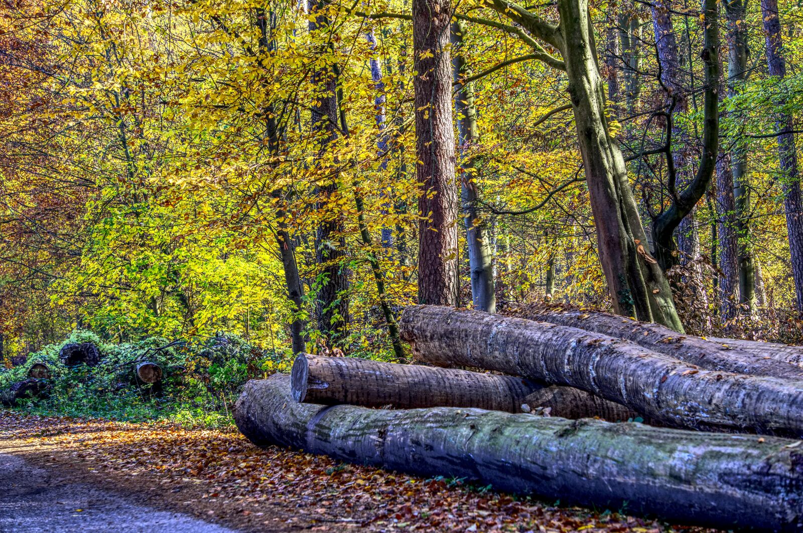 Sony a6000 sample photo. Forest, trees, leaves photography