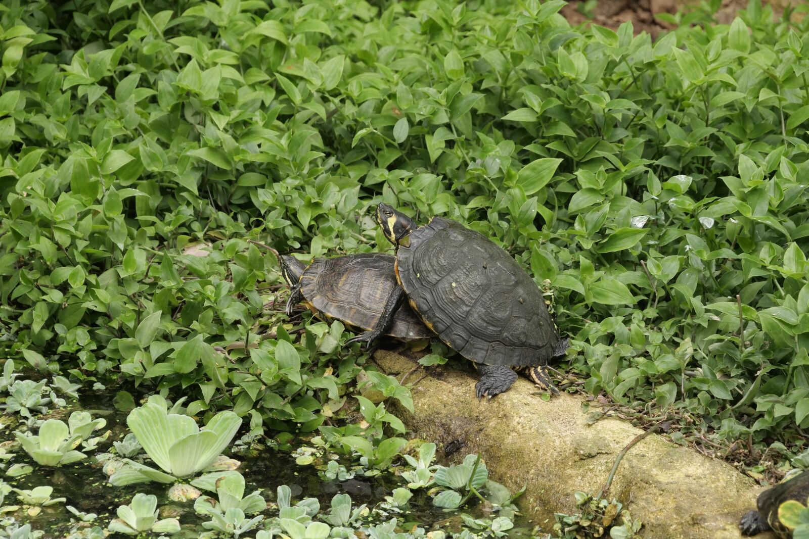 Panasonic Lumix DC-G9 sample photo. Turtles, reptile, nature photography