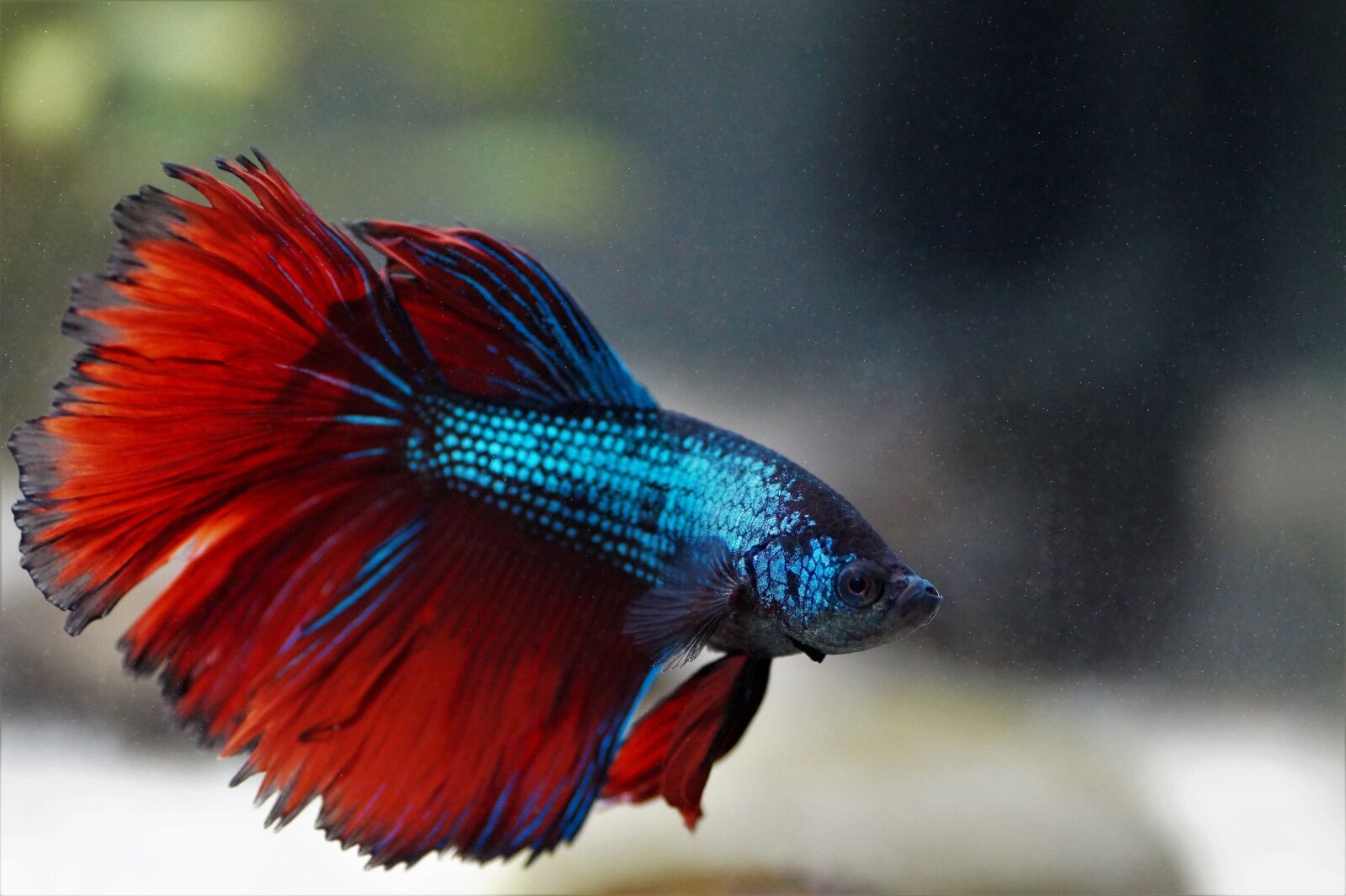 Sony SLT-A58 sample photo. Beta, betta, warrior photography