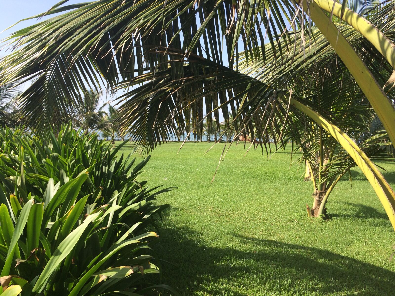 iPhone 5s back camera 4.12mm f/2.2 sample photo. Grass, green, trees photography