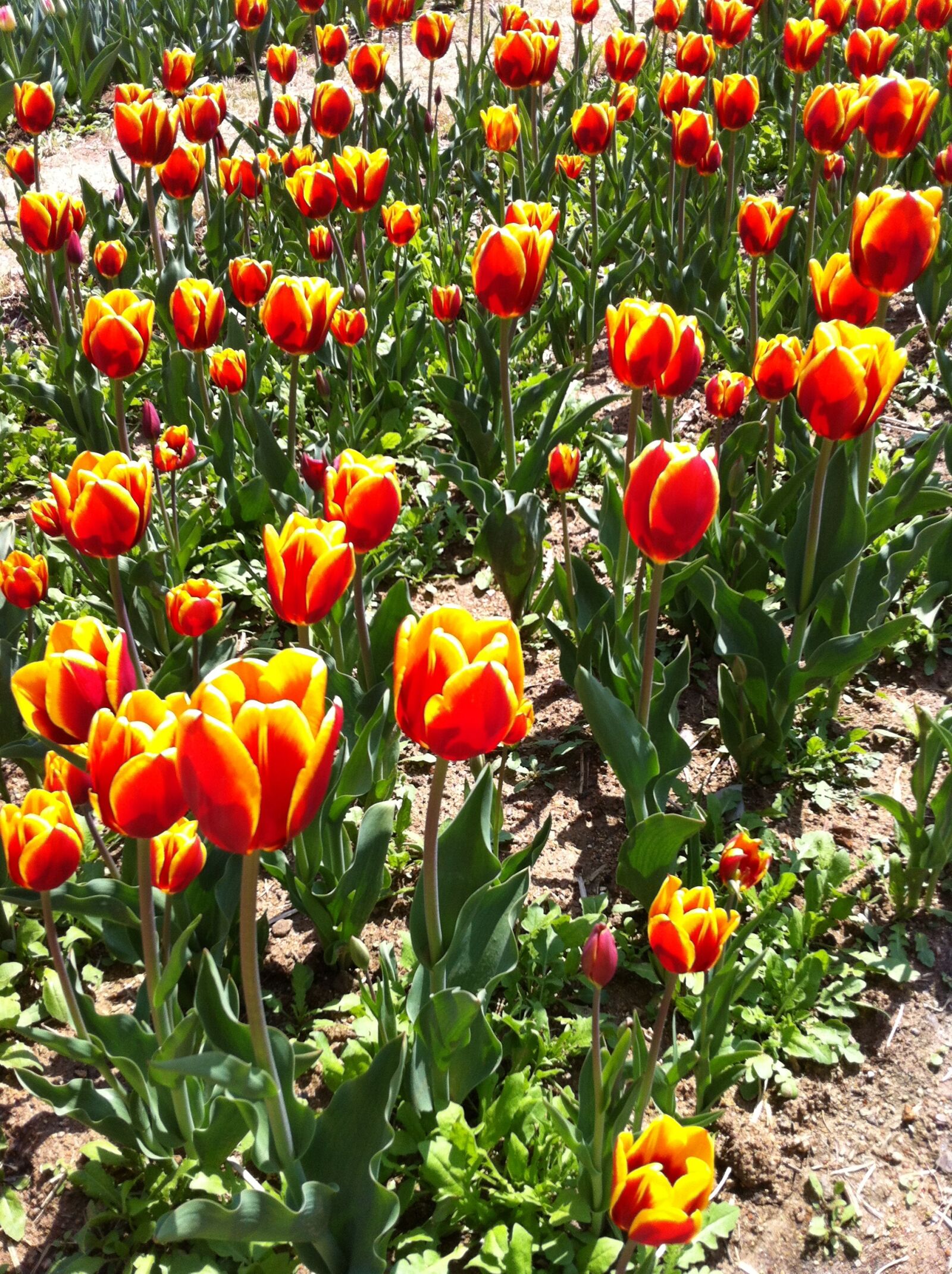 Apple iPhone 4 sample photo. Tulip, park, flowers photography
