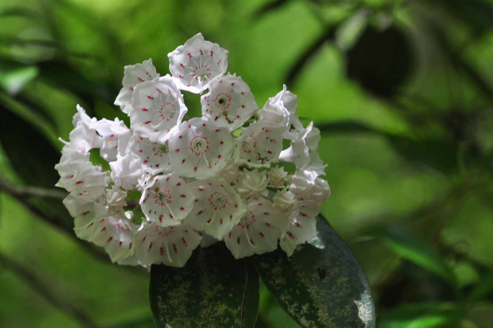 Nikon D90 sample photo. Mountain laurel, blooms, nature photography