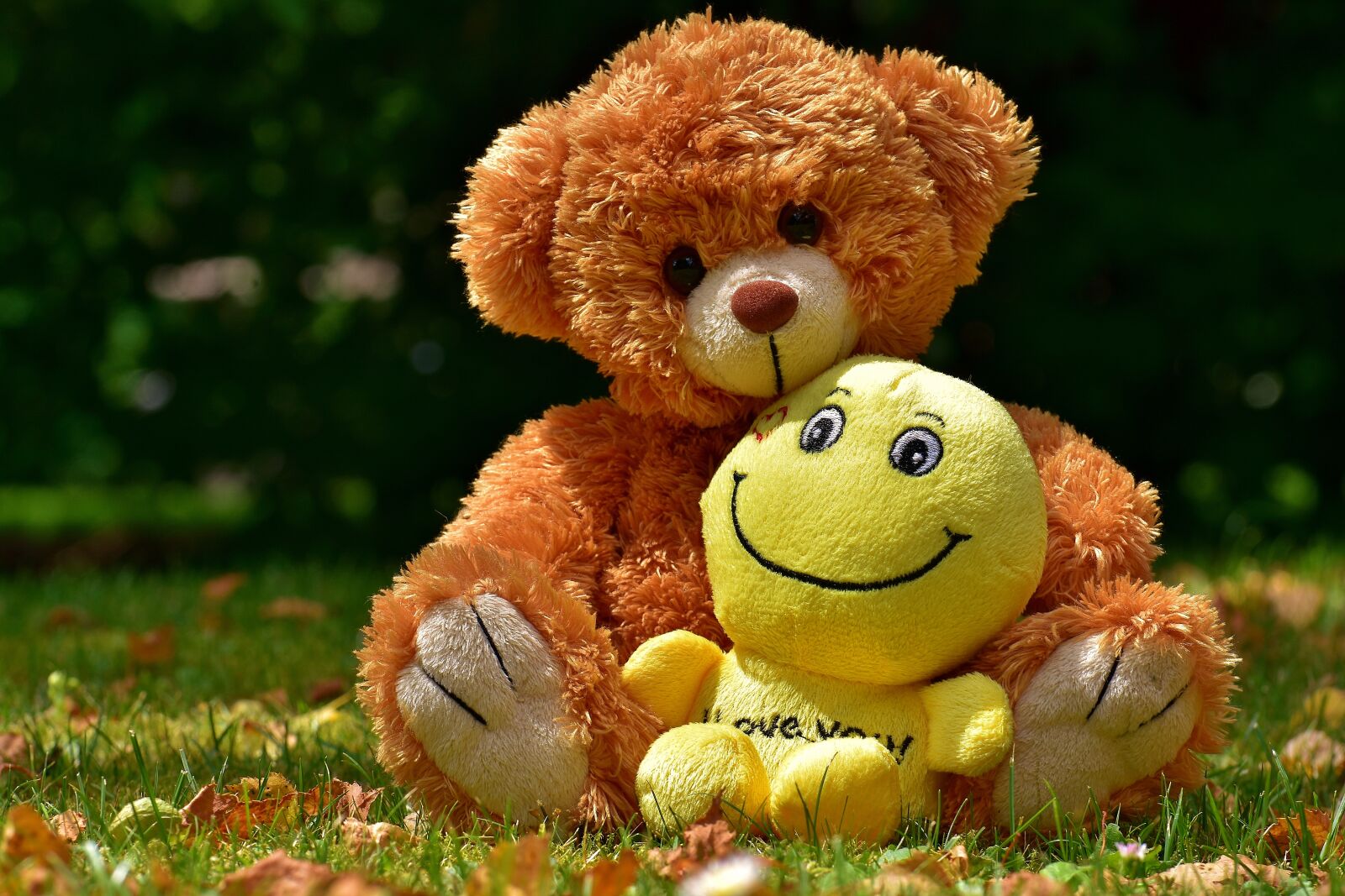 Nikon D7200 sample photo. Teddy, soft toy, stuffed photography
